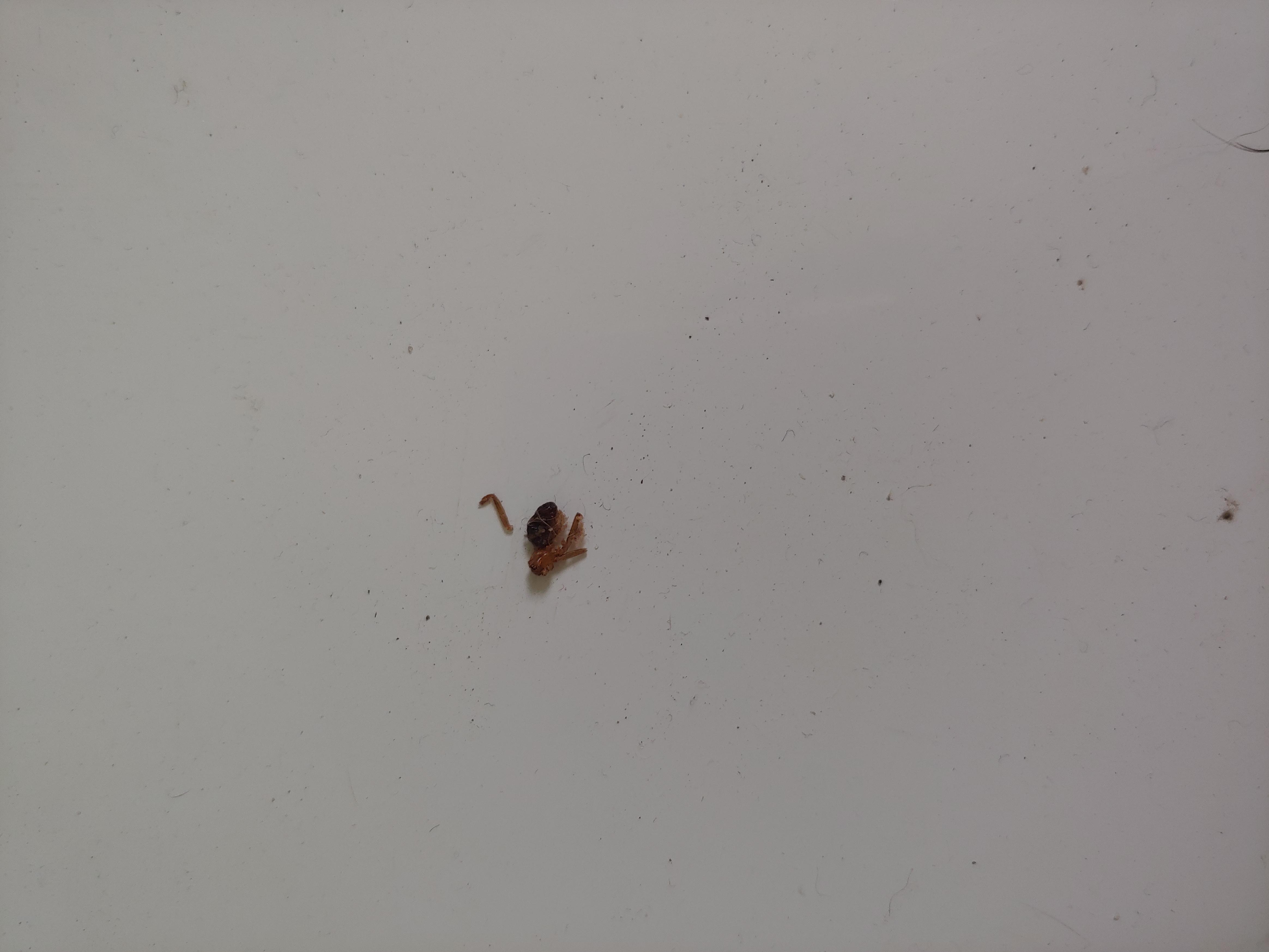 Found this dead bug in the dryer I share with my neighbors. Should I be