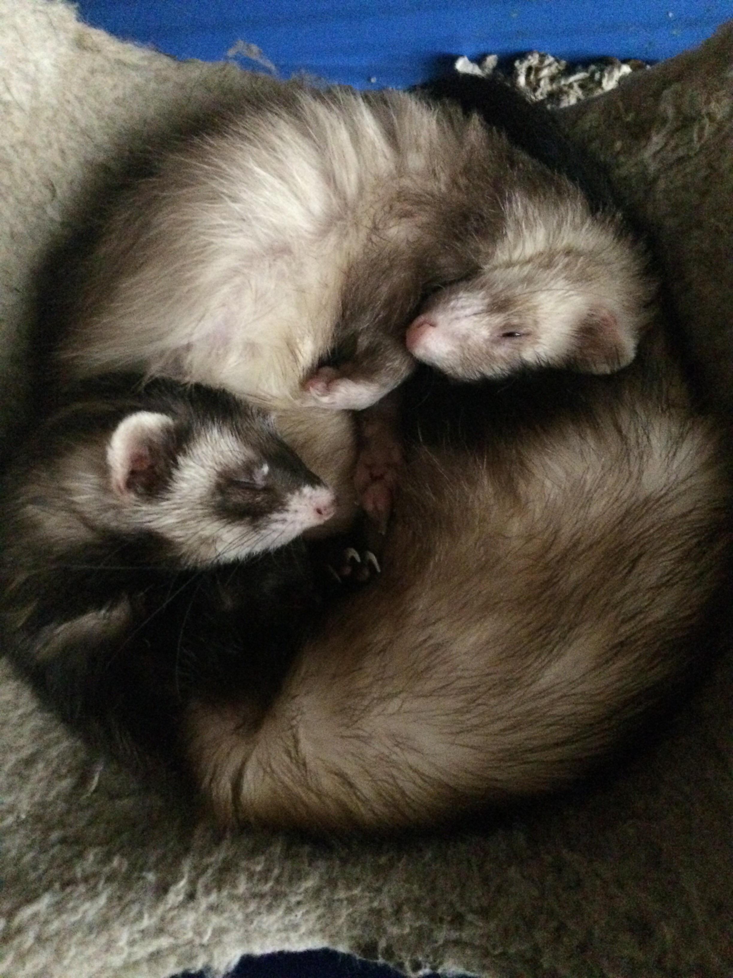 Plump ferret bellies alway make the best pillows! r/ferrets