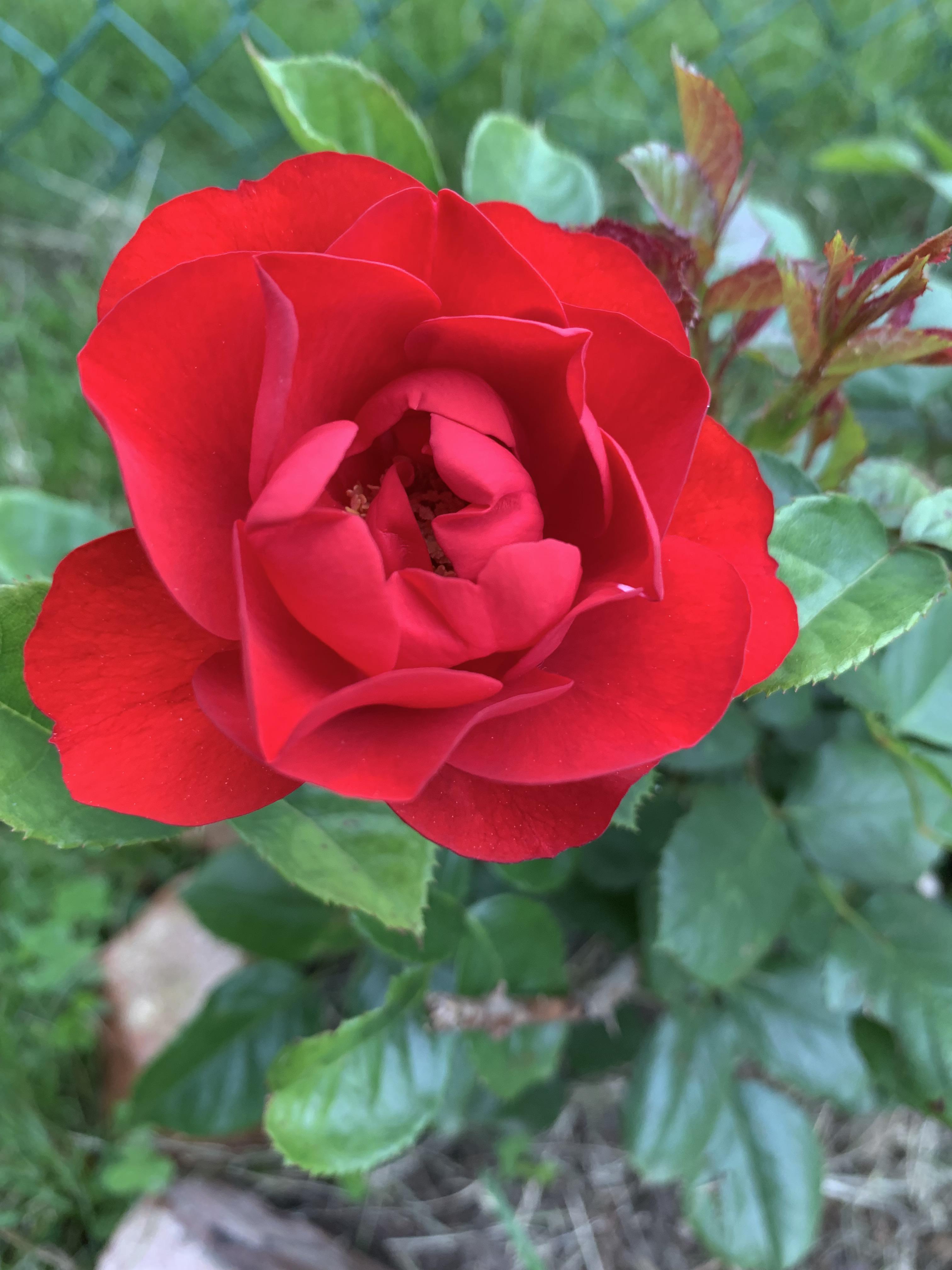 Roses from my garden... r/gardening