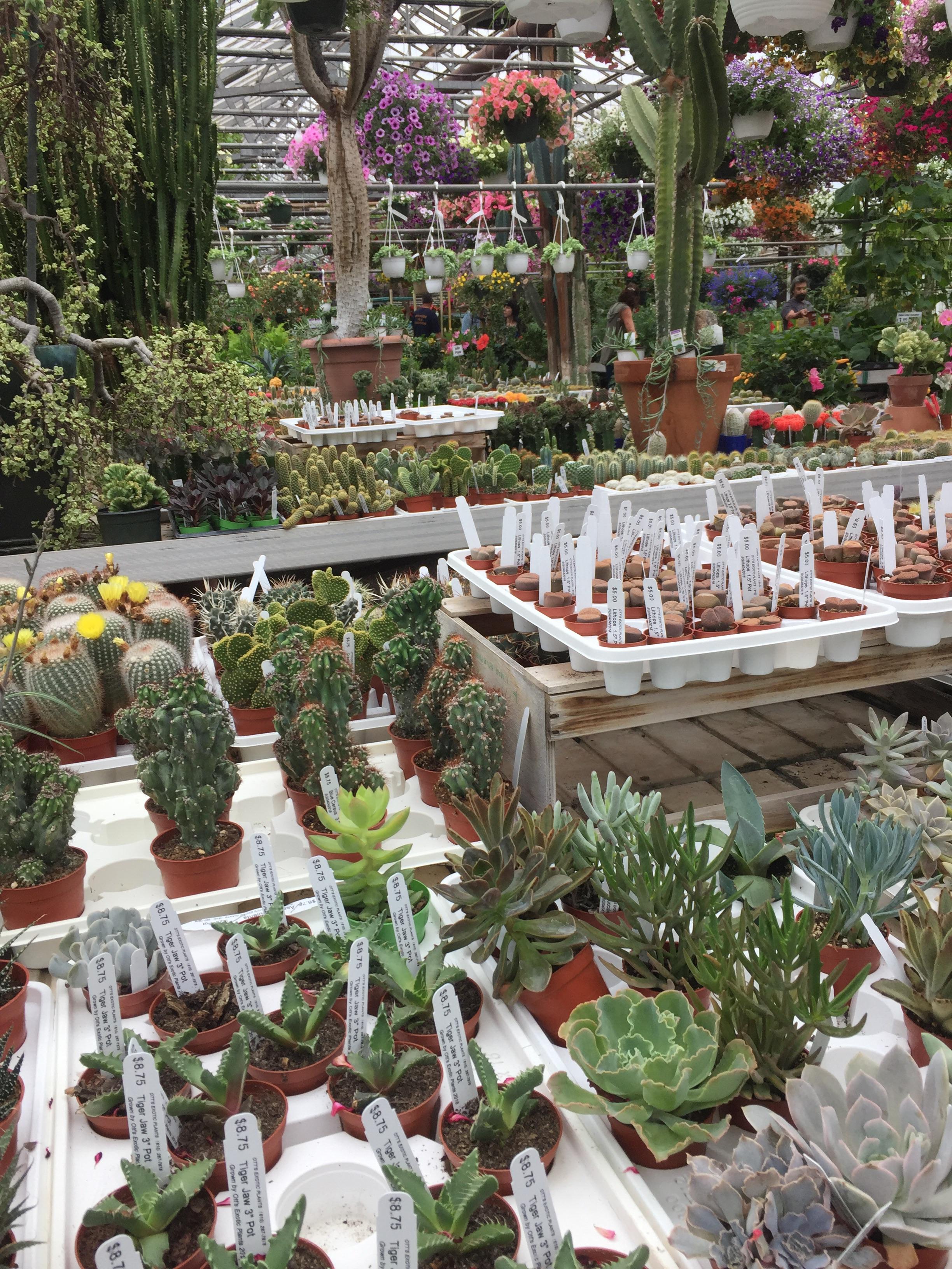 Otts exotic plants, Schwenksville PA r/succulents