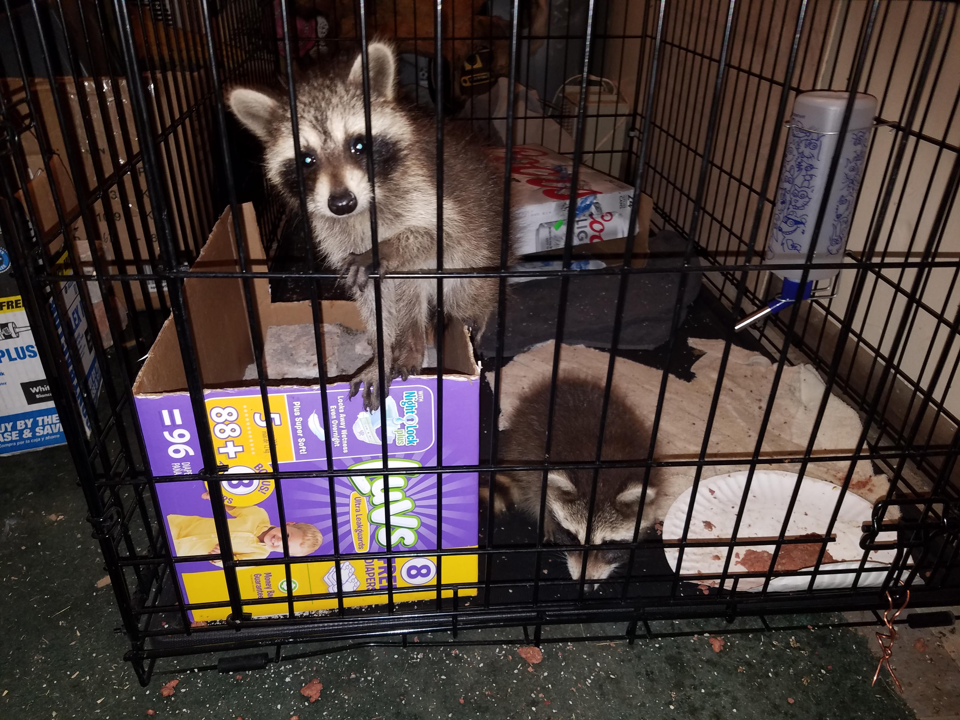 Are raccoons allowed here? r/aww