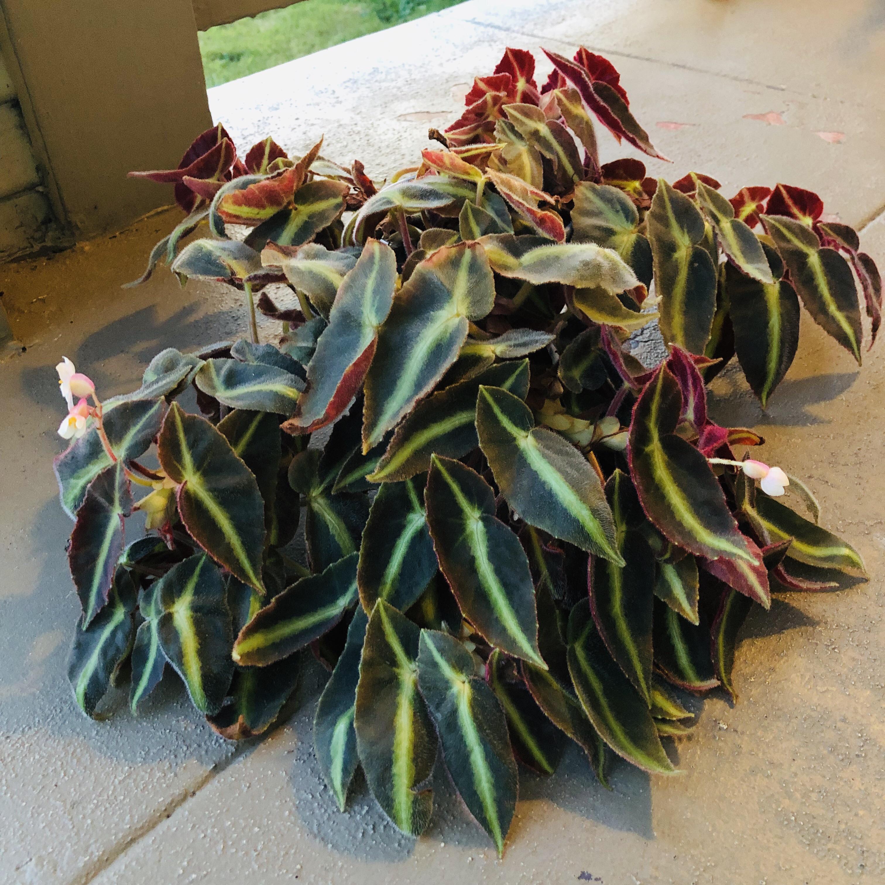 Meet Begonia listada. Started as a tiny thing I bought in the mid ‘90s