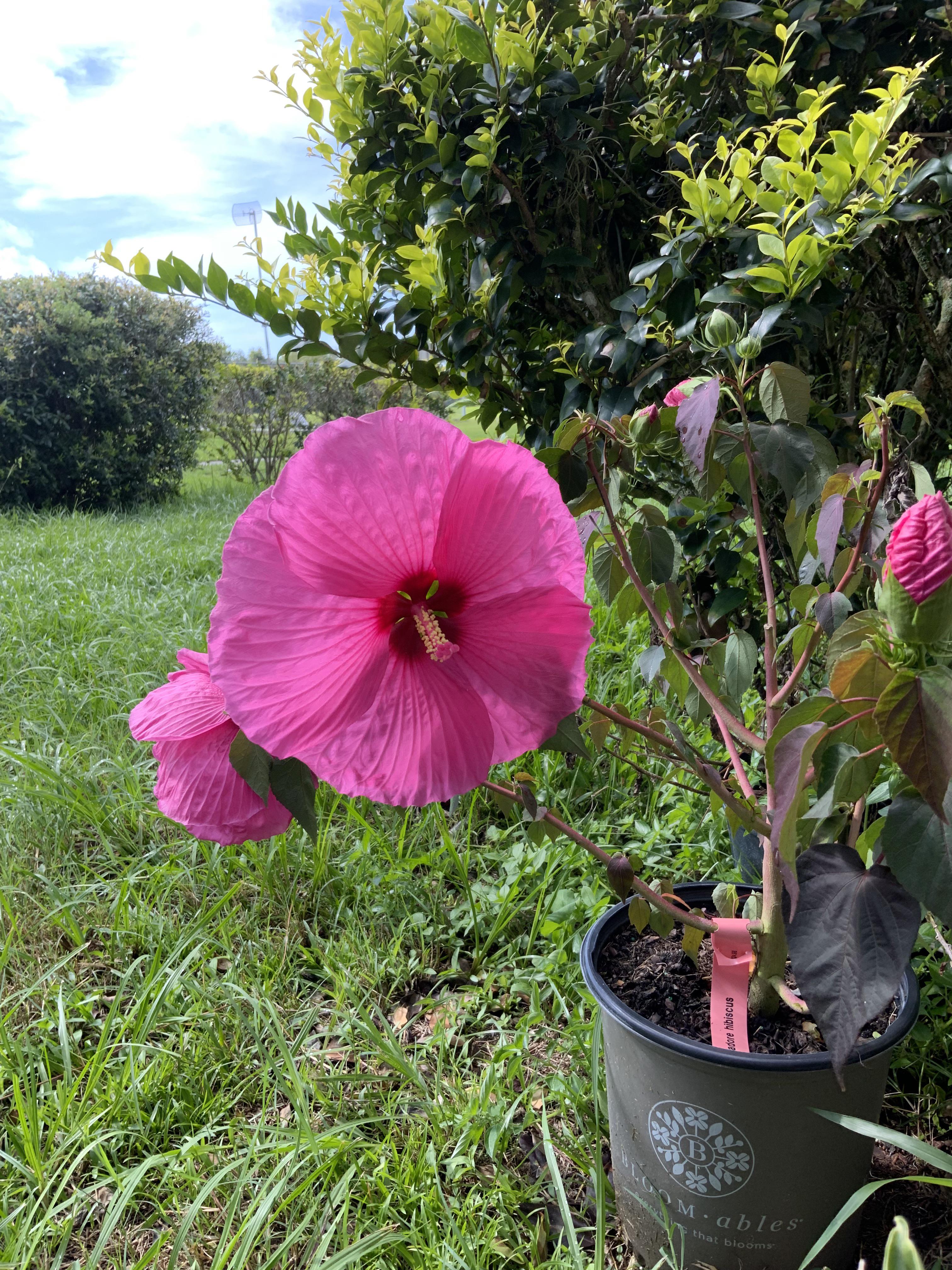 Hibiscus propagation? Hibiscus