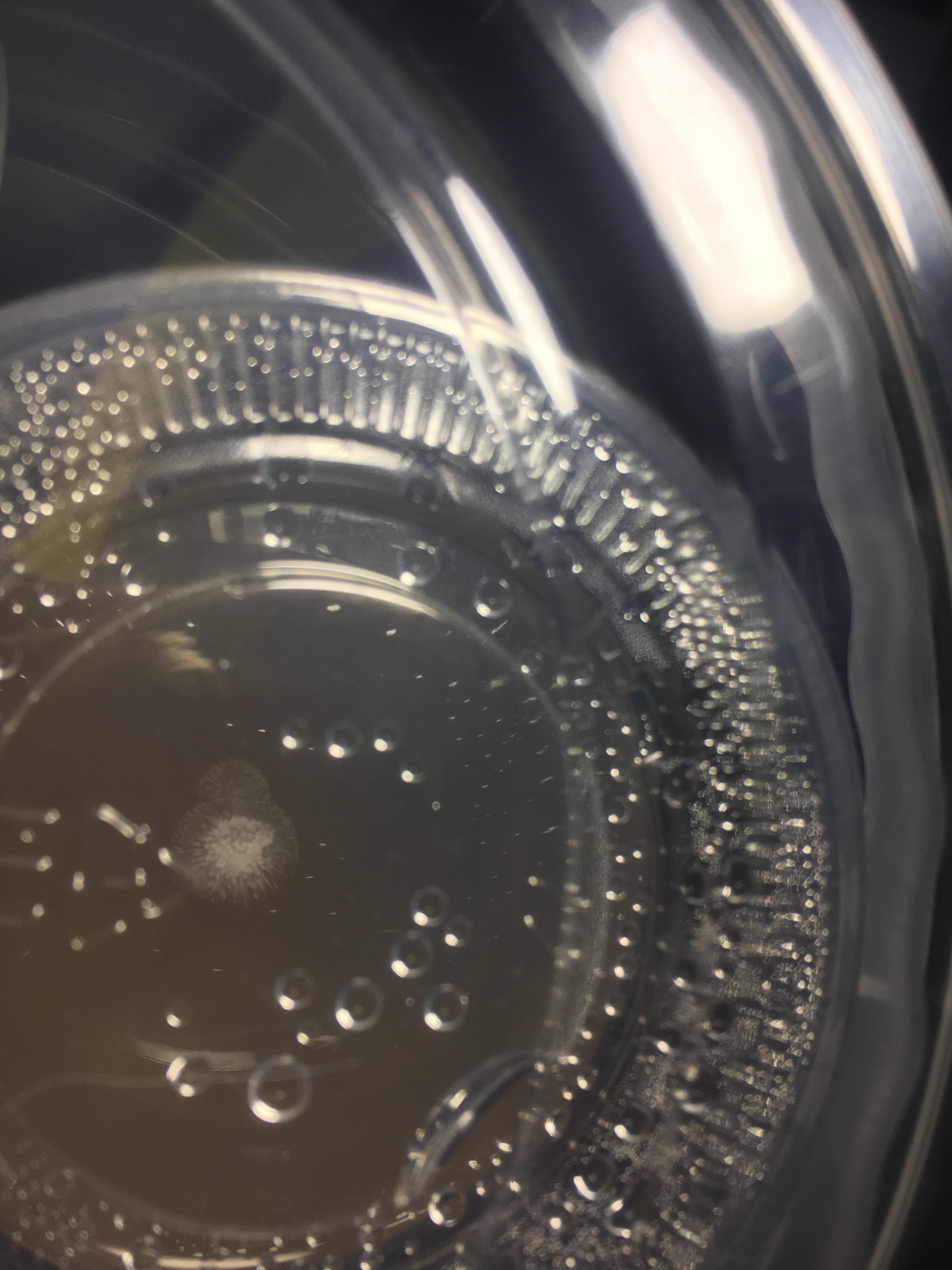 First of 3 agar plates and strongest so far. P.Envy r