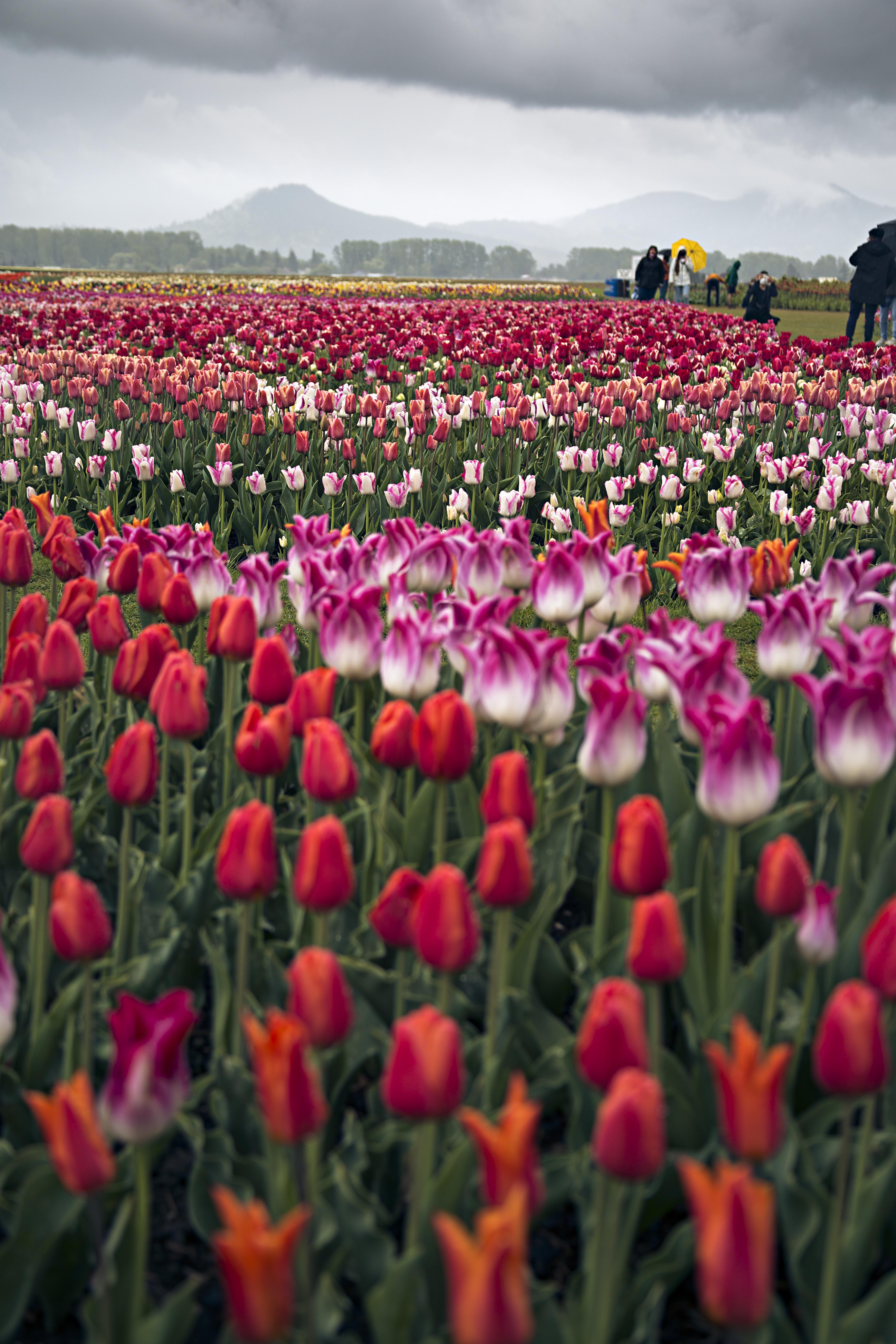 Visited the Tulip Festival this weekend for the first time in Mt