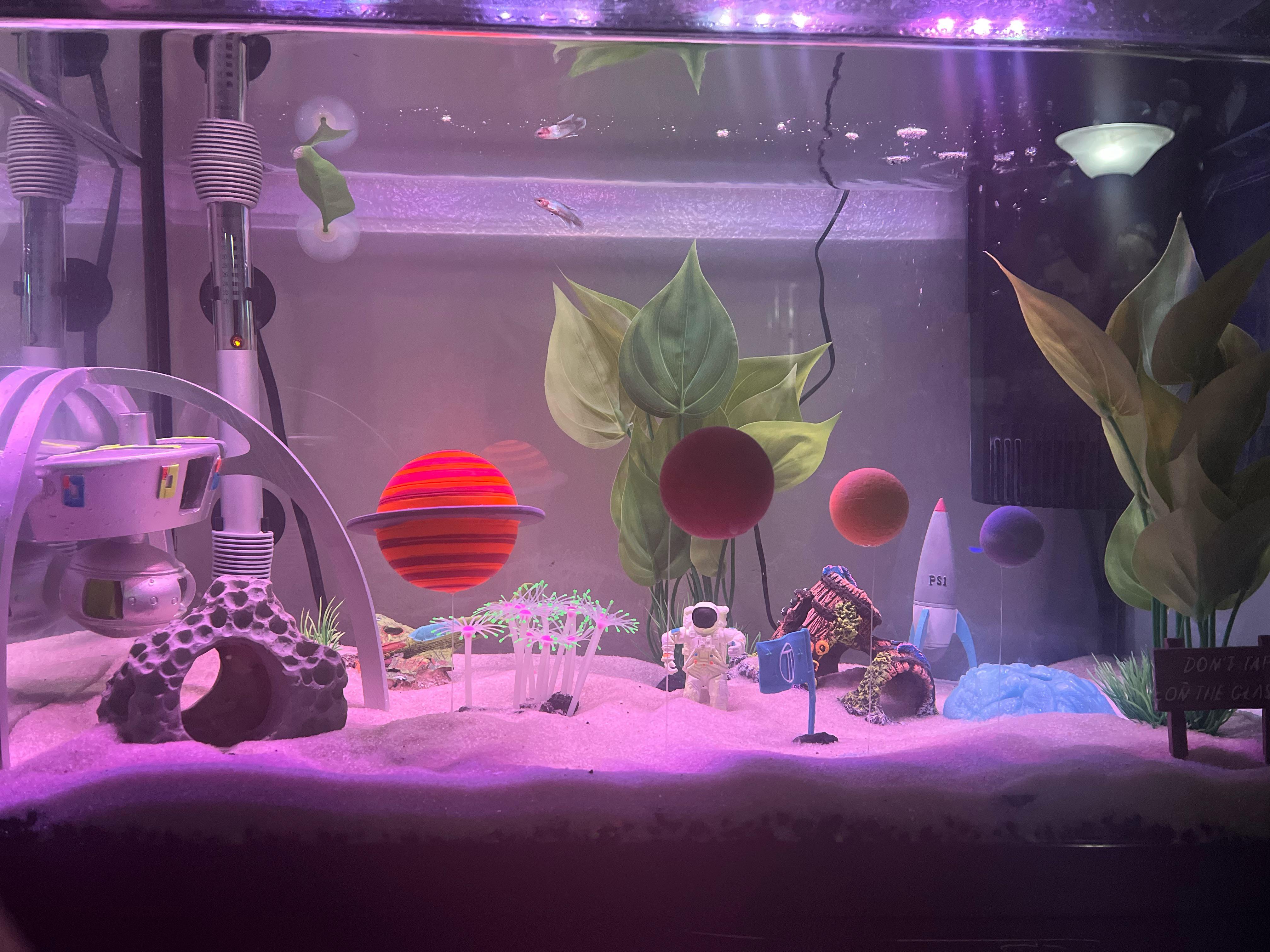 My first aquarium. Got a bit of a space theme to it. r/Aquariums