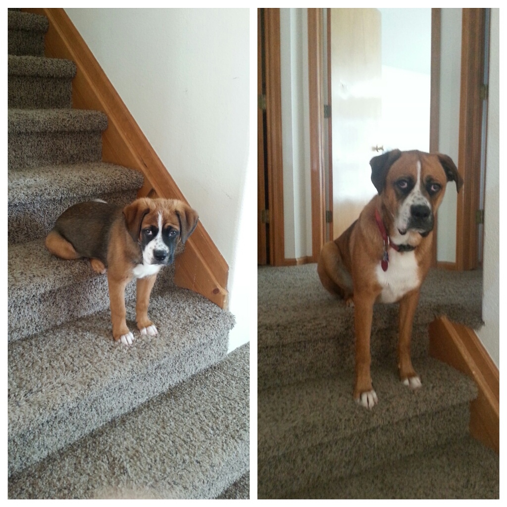 Lovable Dogs Around The World He has always sat on the stairs weird.