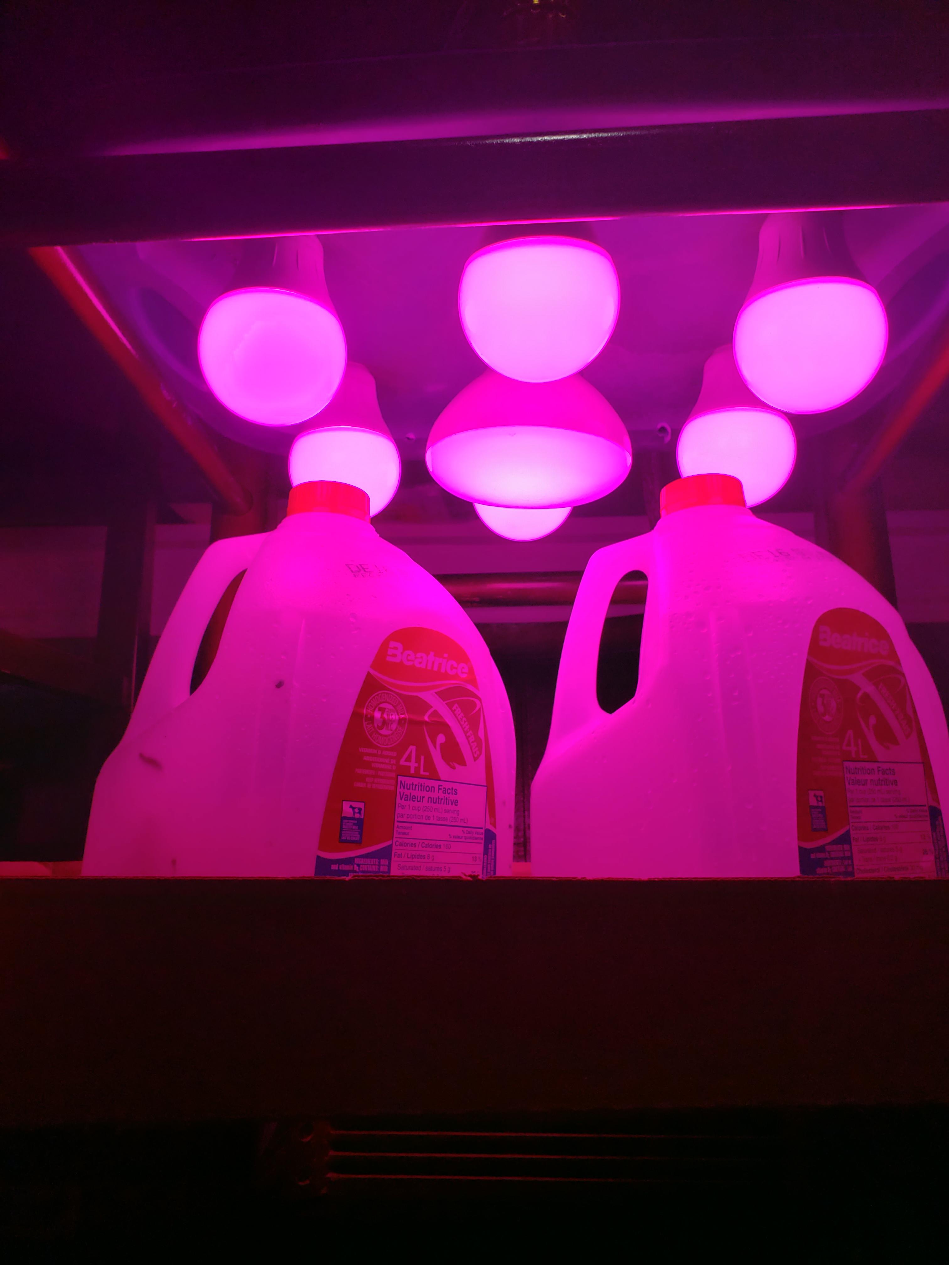 My attempt at cloning some clippings using my home made light using