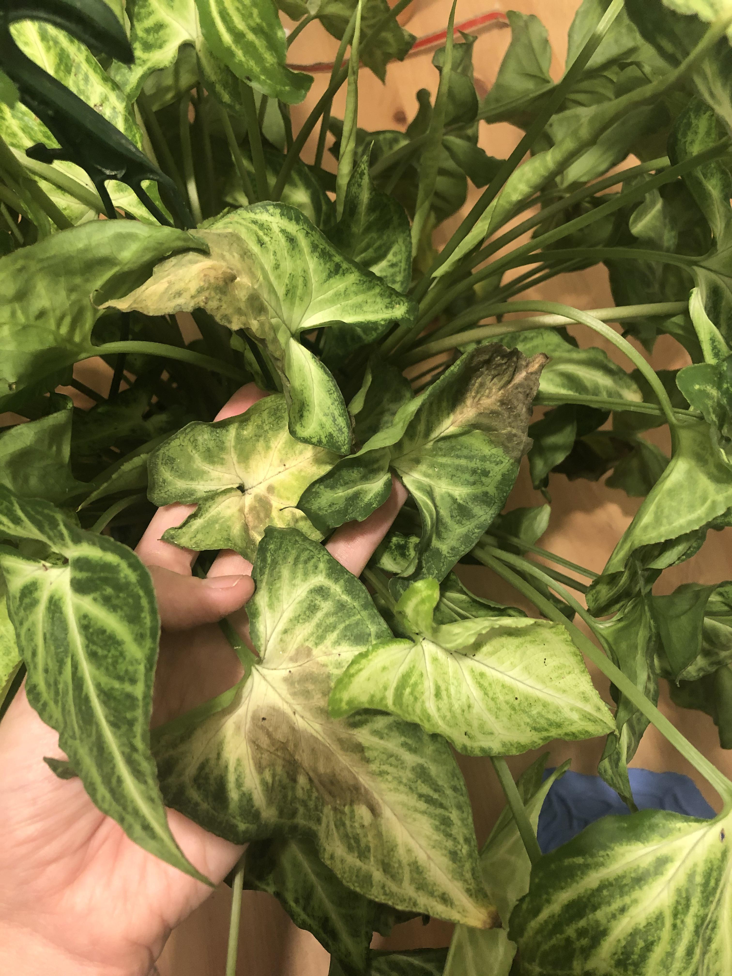 Syngonium (arrowhead plant) slowly getting brown spots. Could this be a