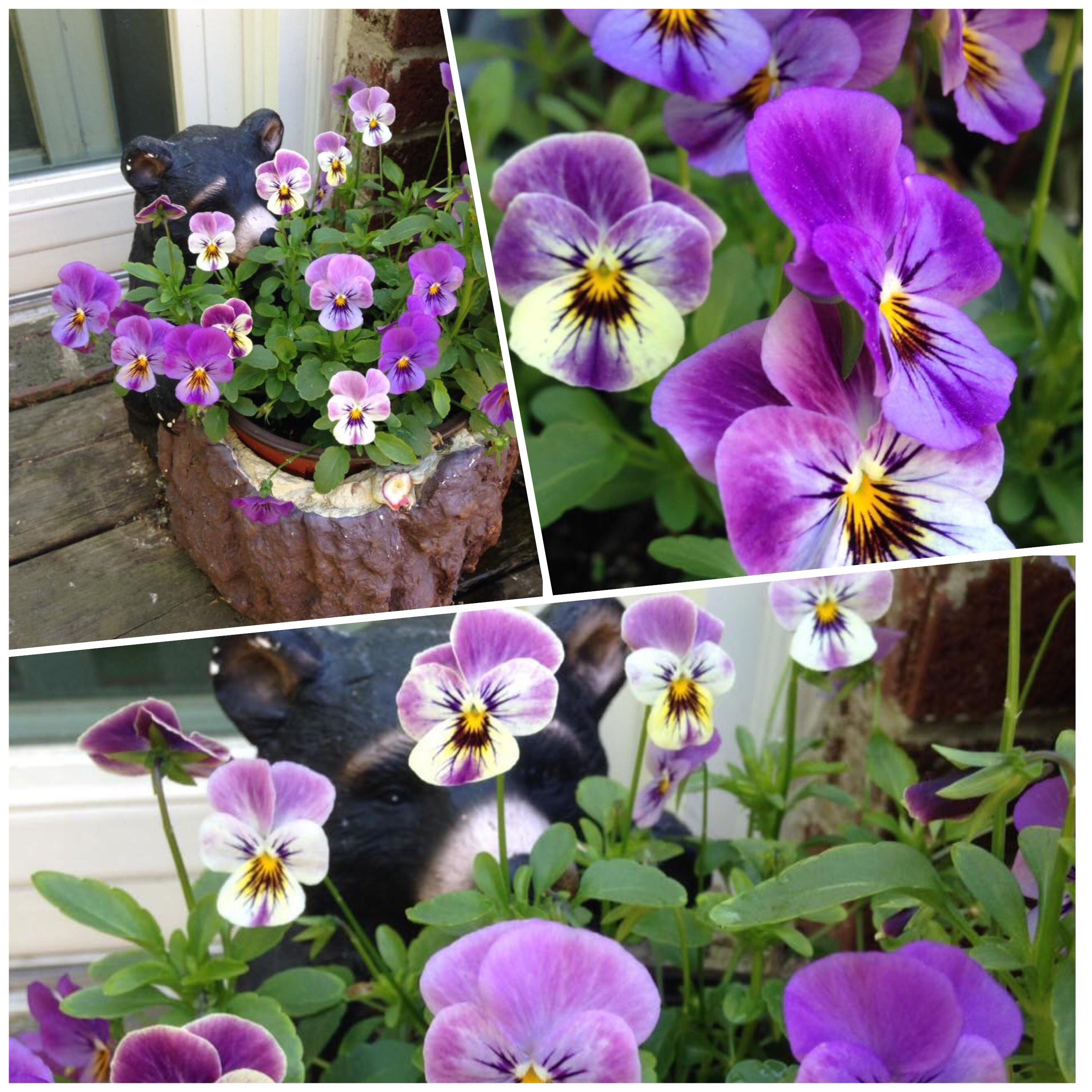 One of my favorite planters. The bear always looks like he has stopped