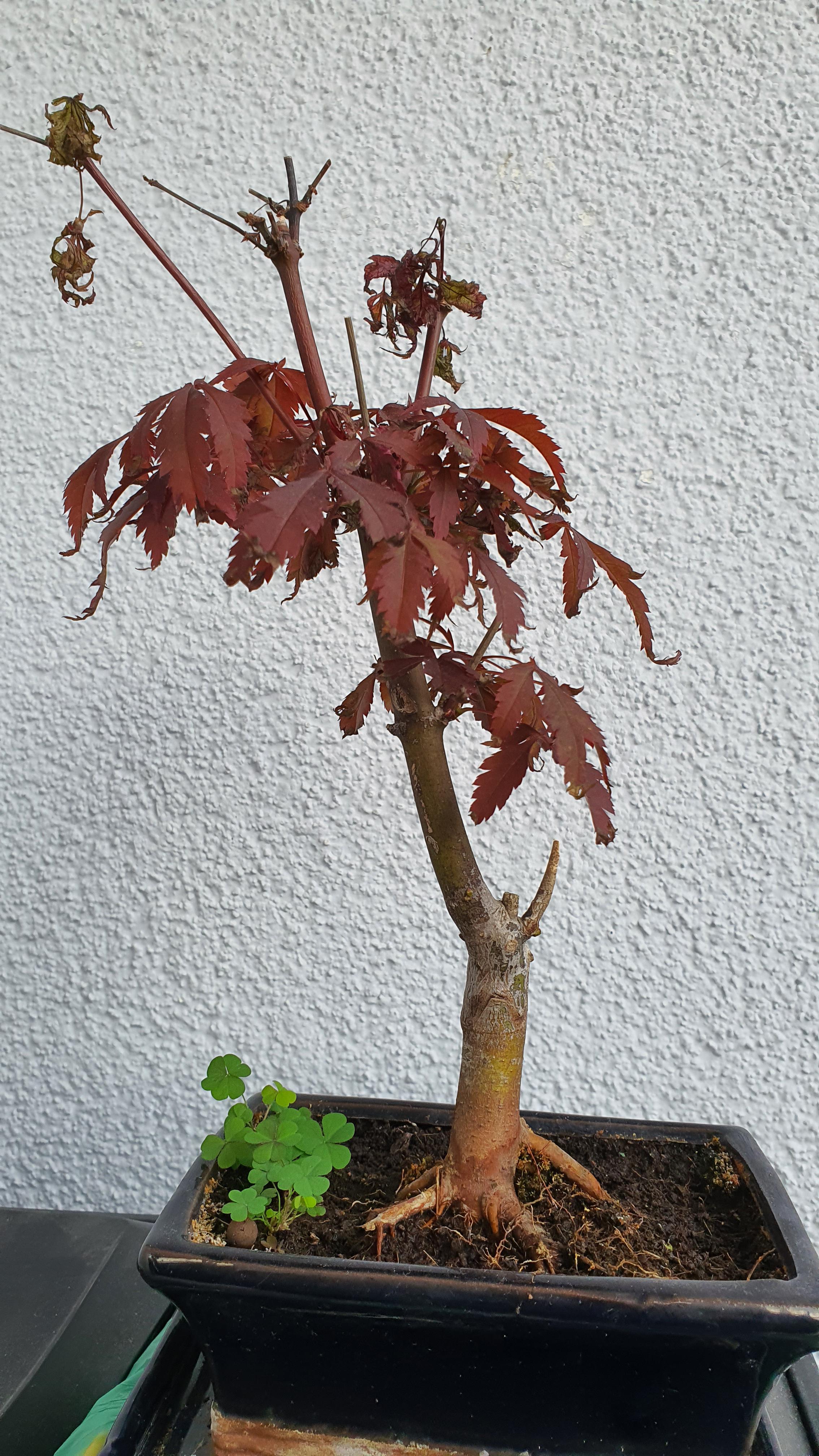 Help! Leaves drying out on this Japanese Red Maple. I've been reading a