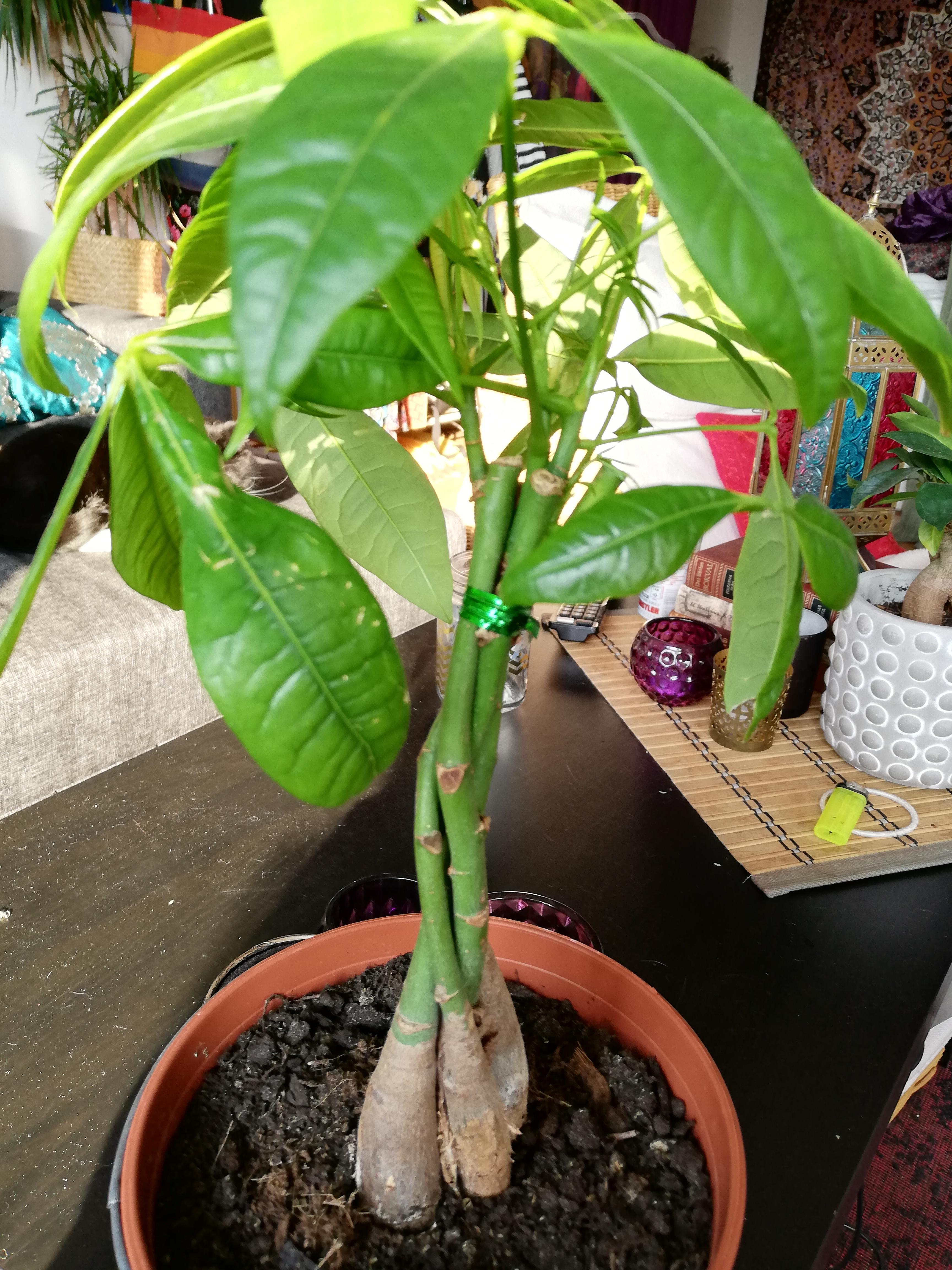 I'm really bad with plants. Love them, but I don't know shit. Bought