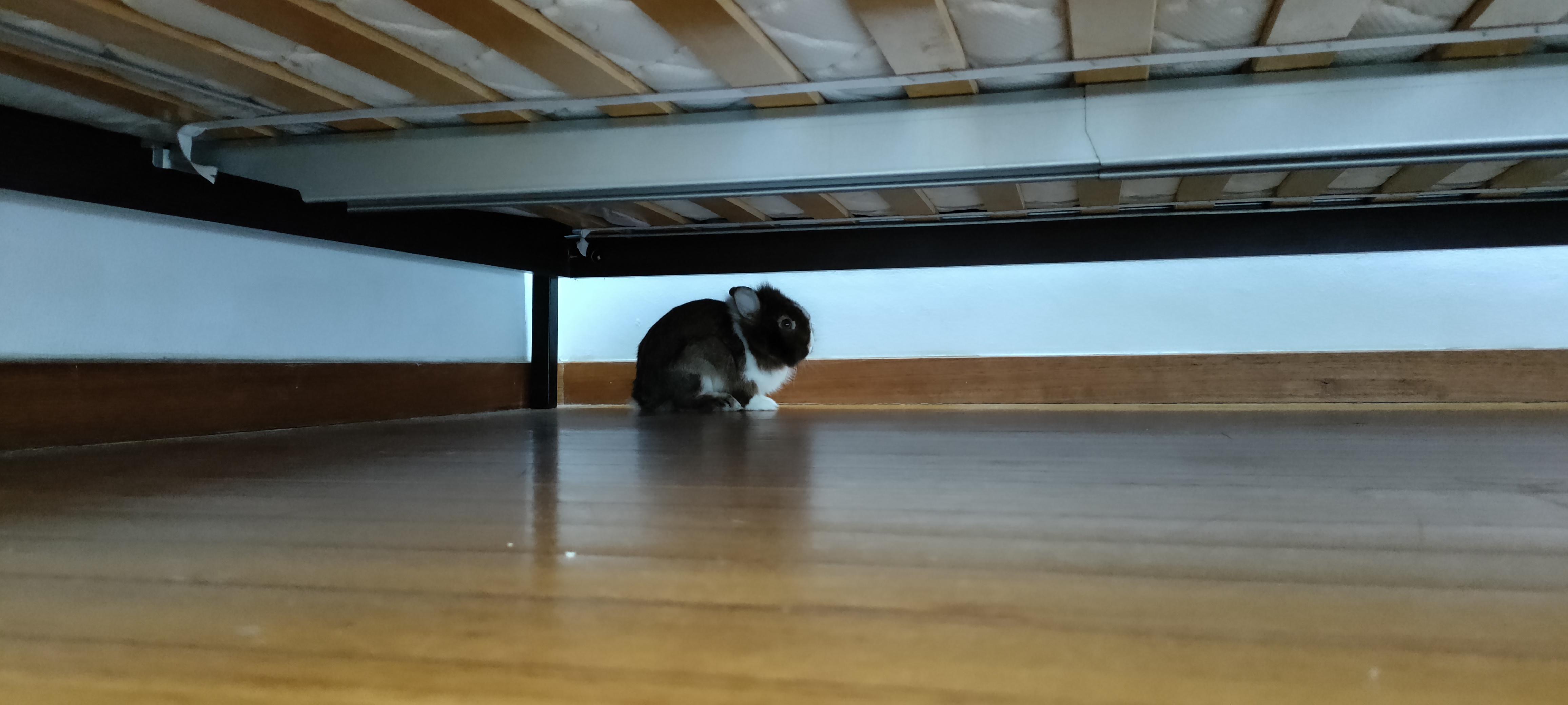 I found a dust bunny under my bed r/Rabbits