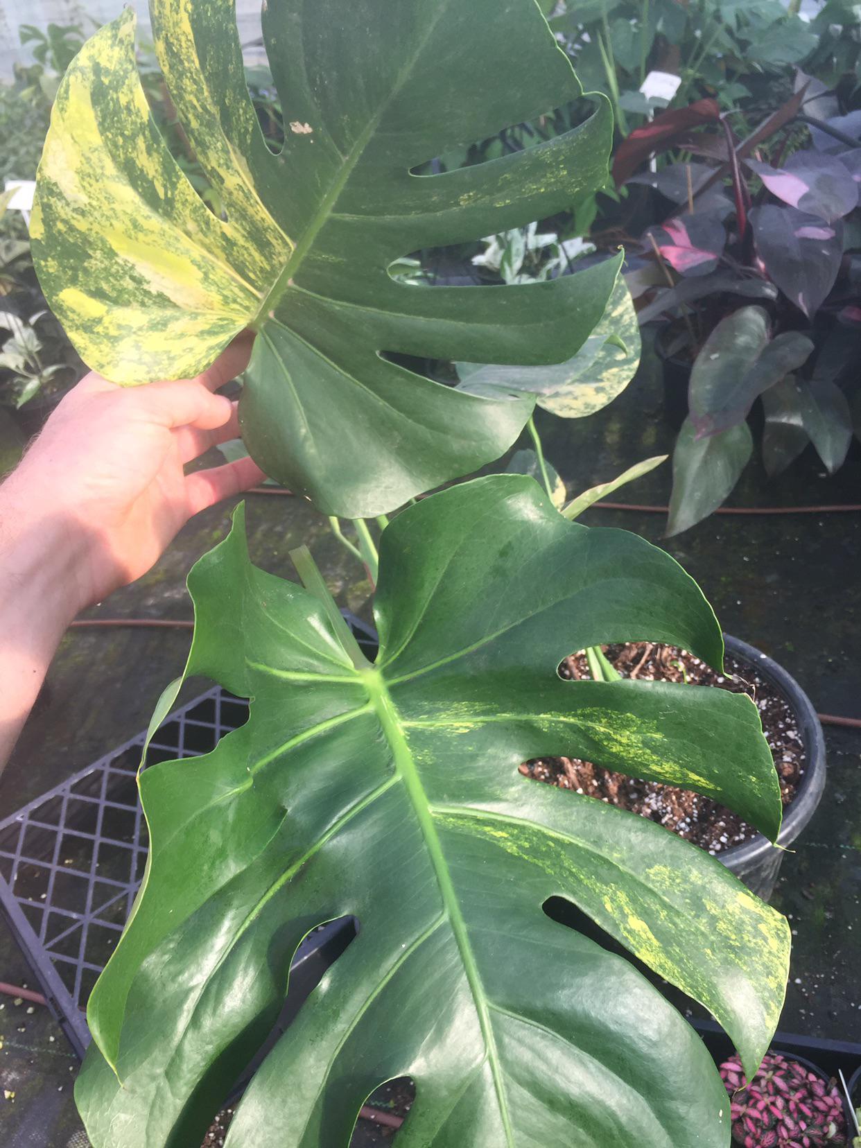 Yellow Monstera deliciosa variegated.