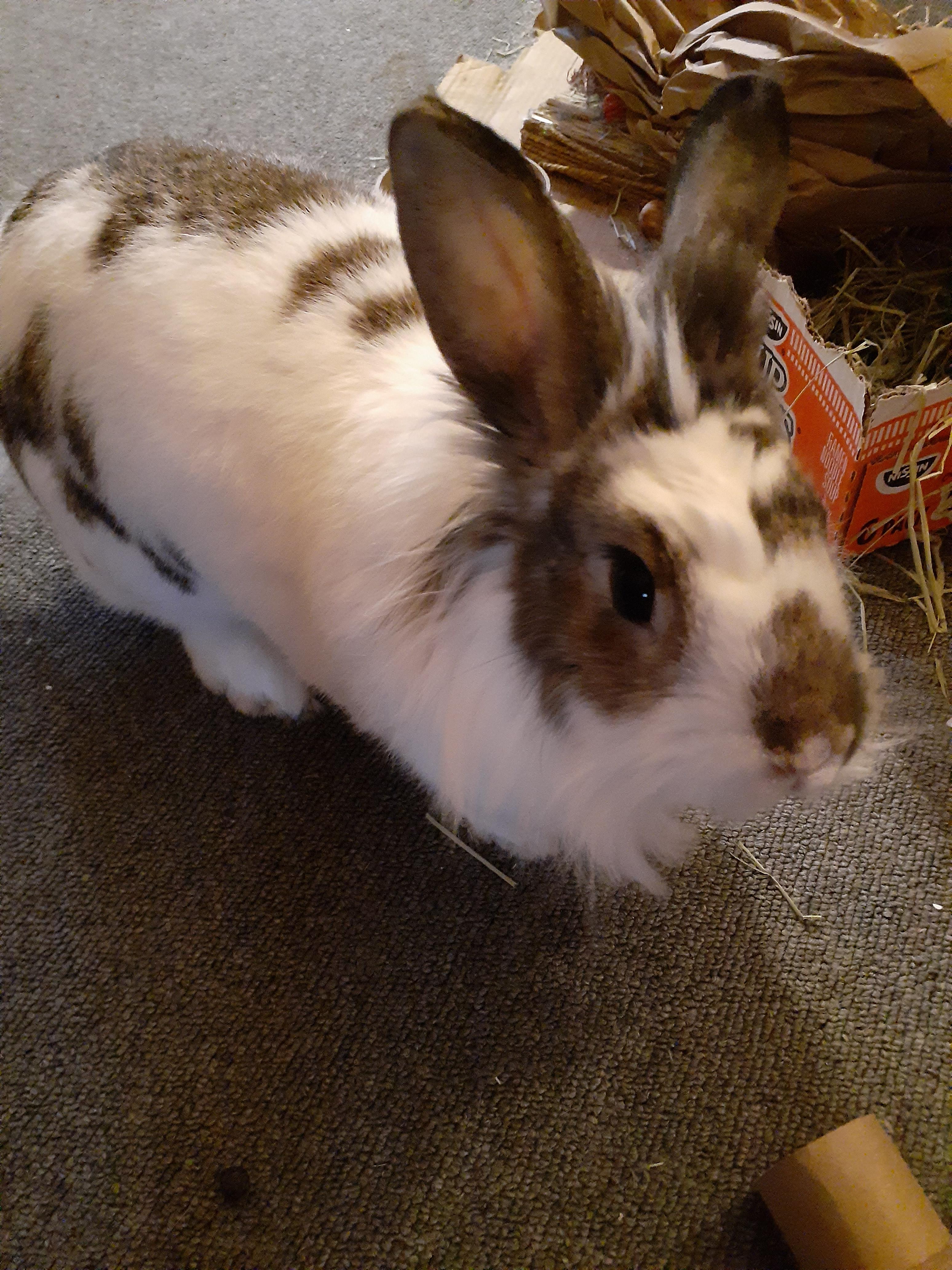 This chonky girl goes in for her spay today it's a big