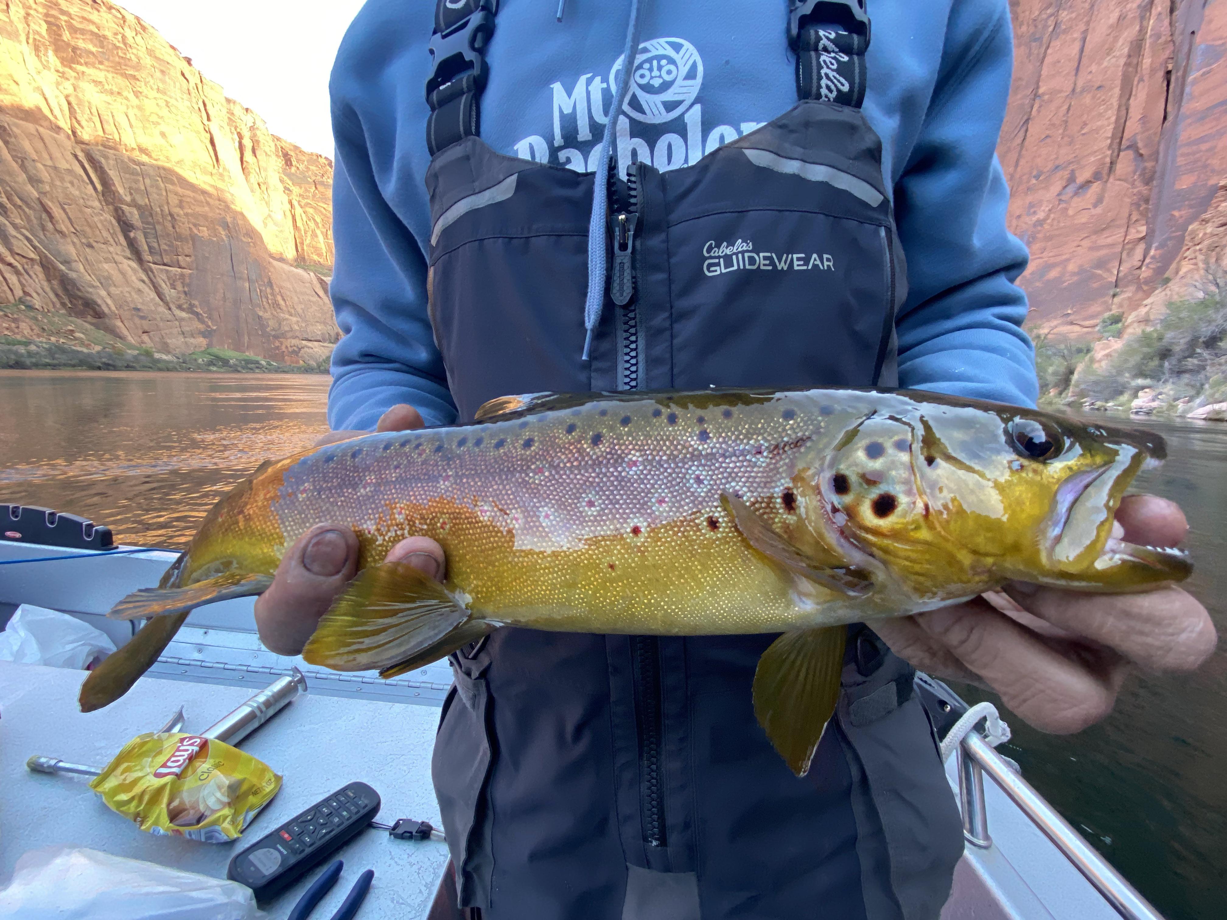 Beautiful colors on this brown trout caught in Horseshoe Bend on the Colorado River r/Fishing
