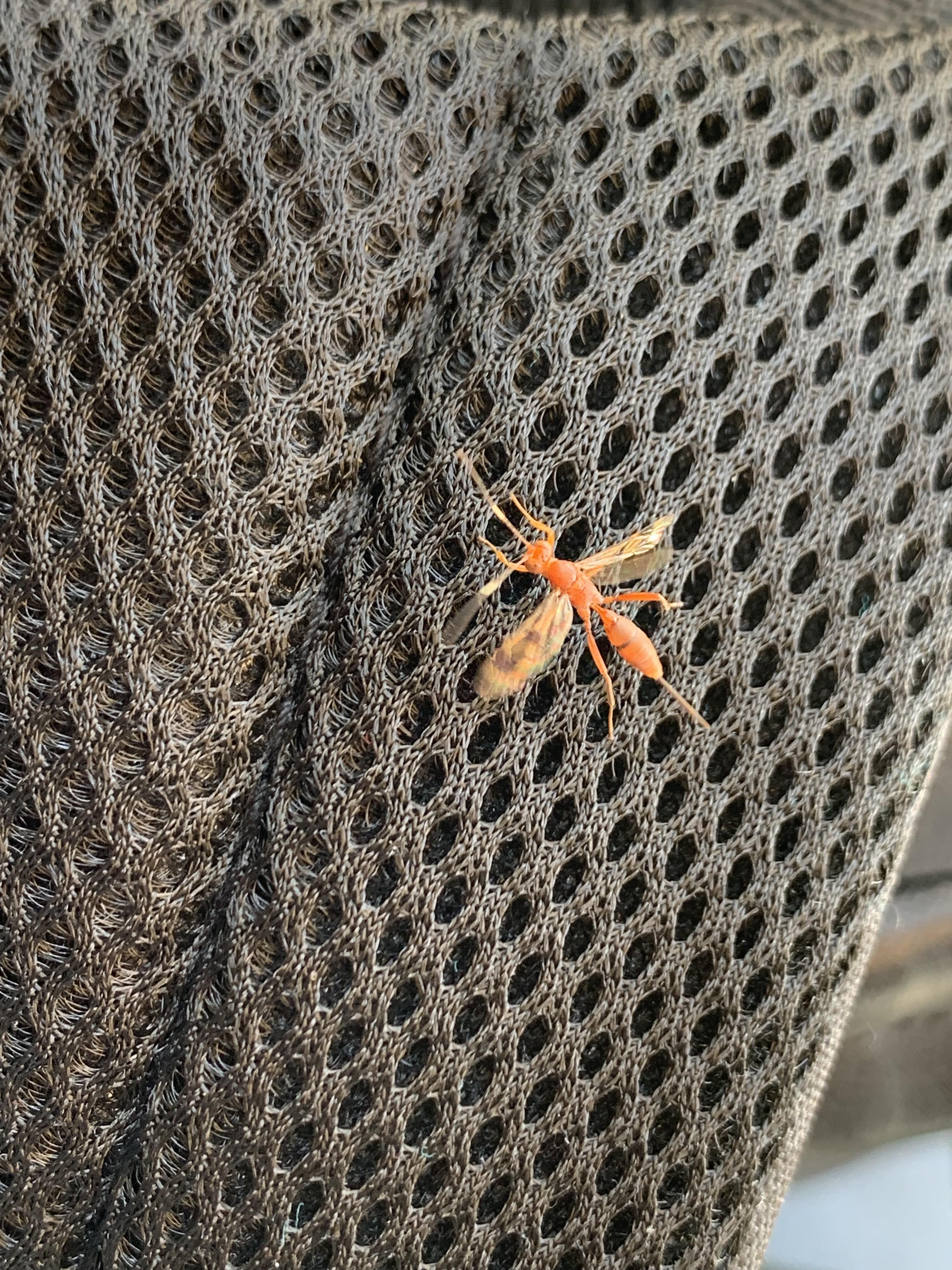 It looks like a flying red ant. What do you think? : r/whatsthisbug