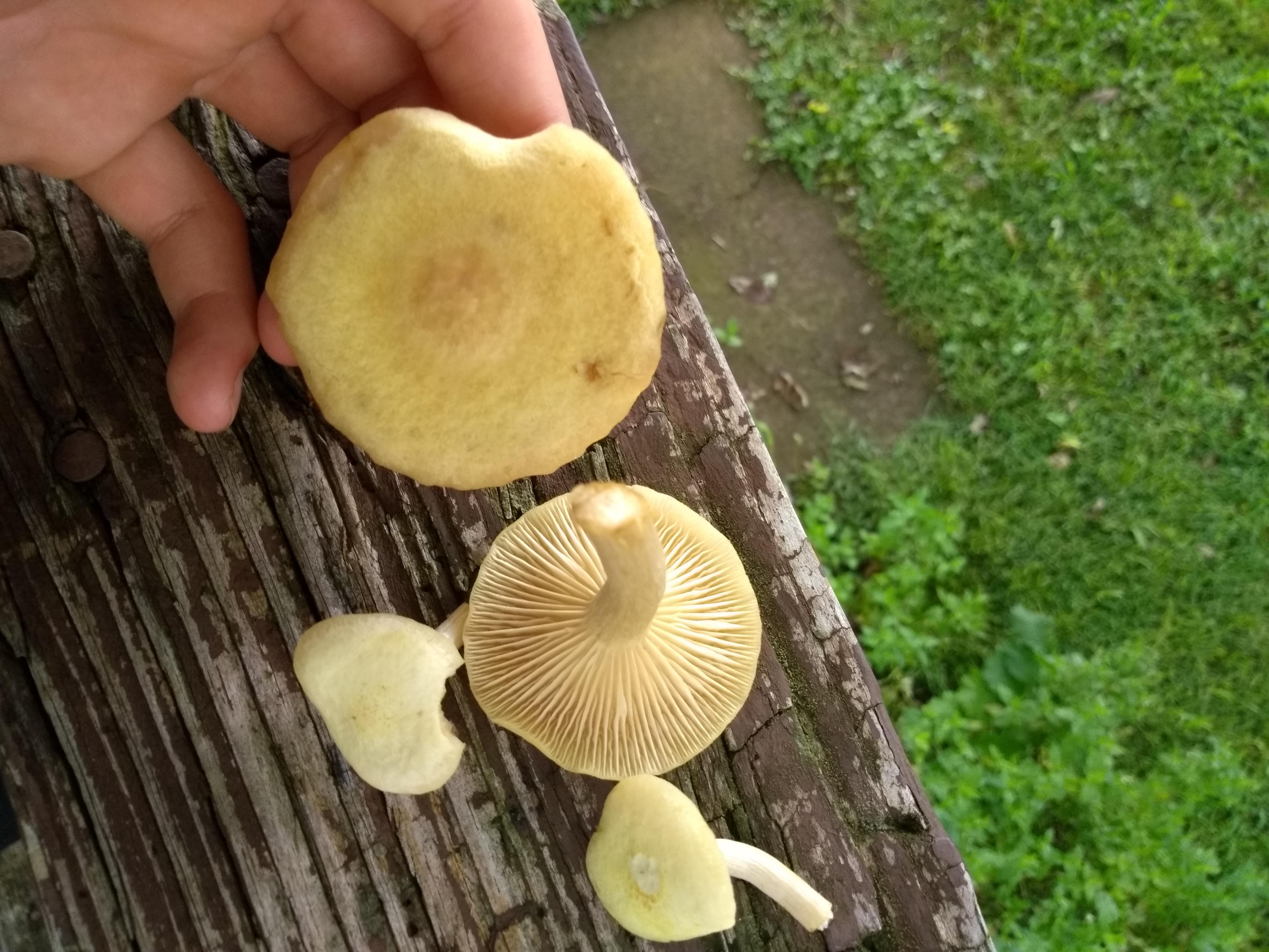 Ringless honey mushroom perhaps? Found in the Ozarks region of Missouri