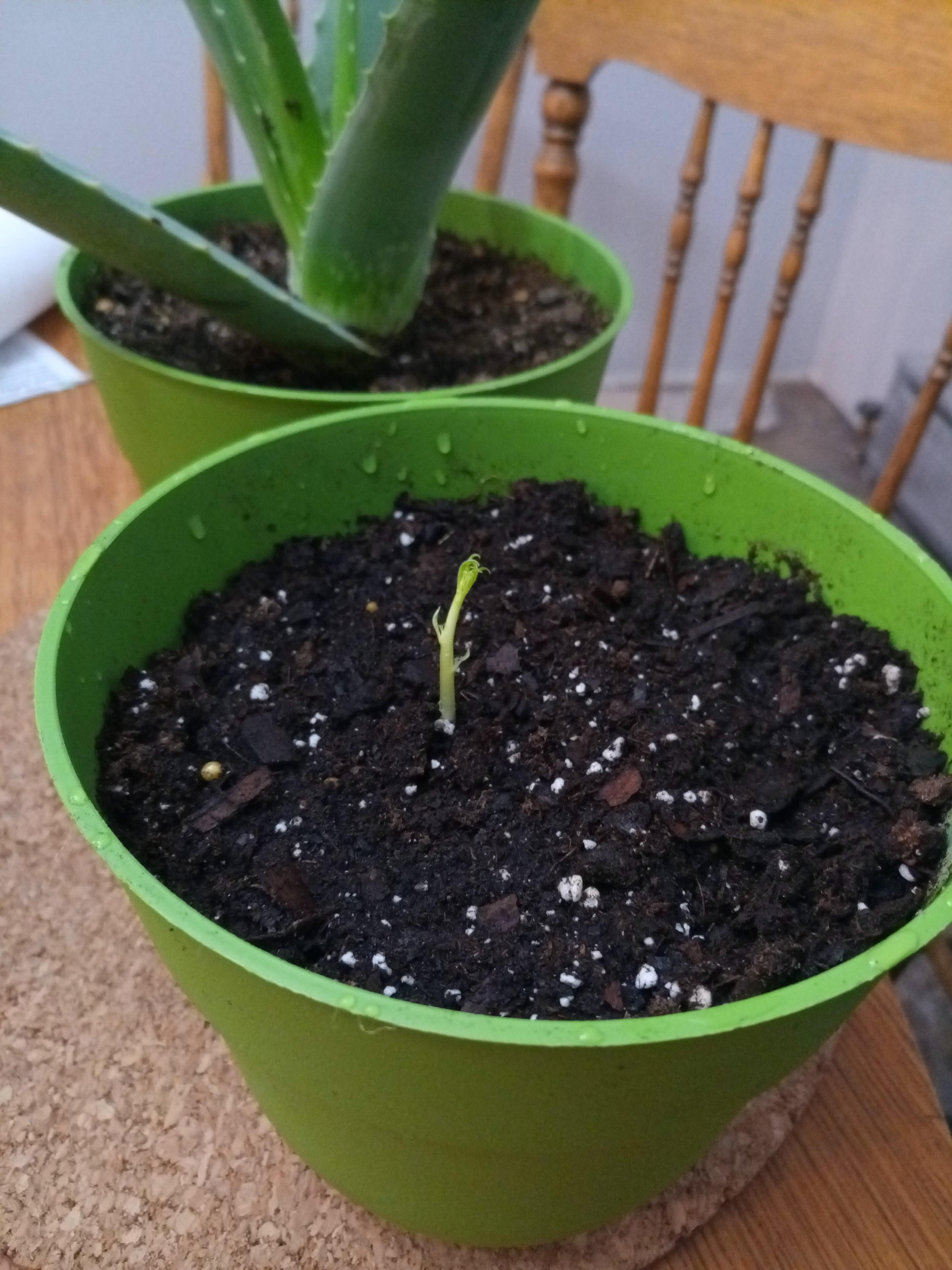 Peach sprout r/gardening