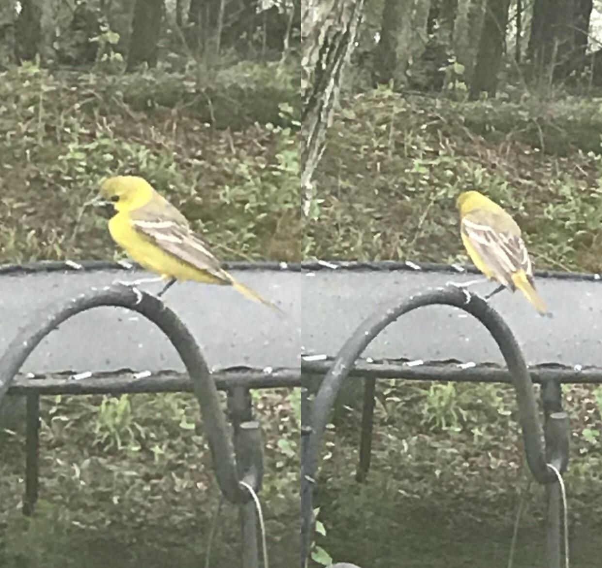 seen at my bird feeders in northwestern pennsylvania usa, lots of