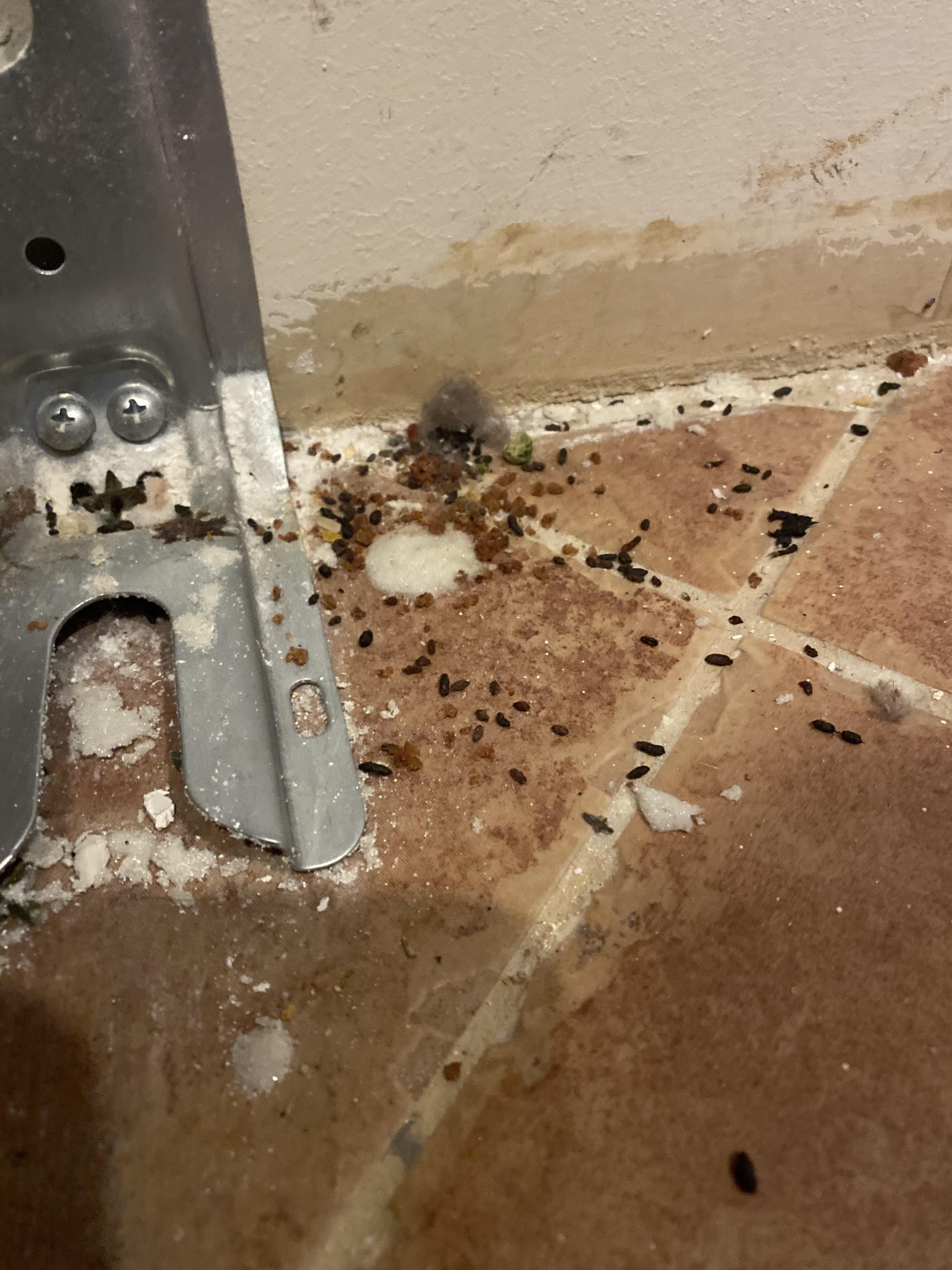 Help identifying these droppings? Found under stove and refrigerator