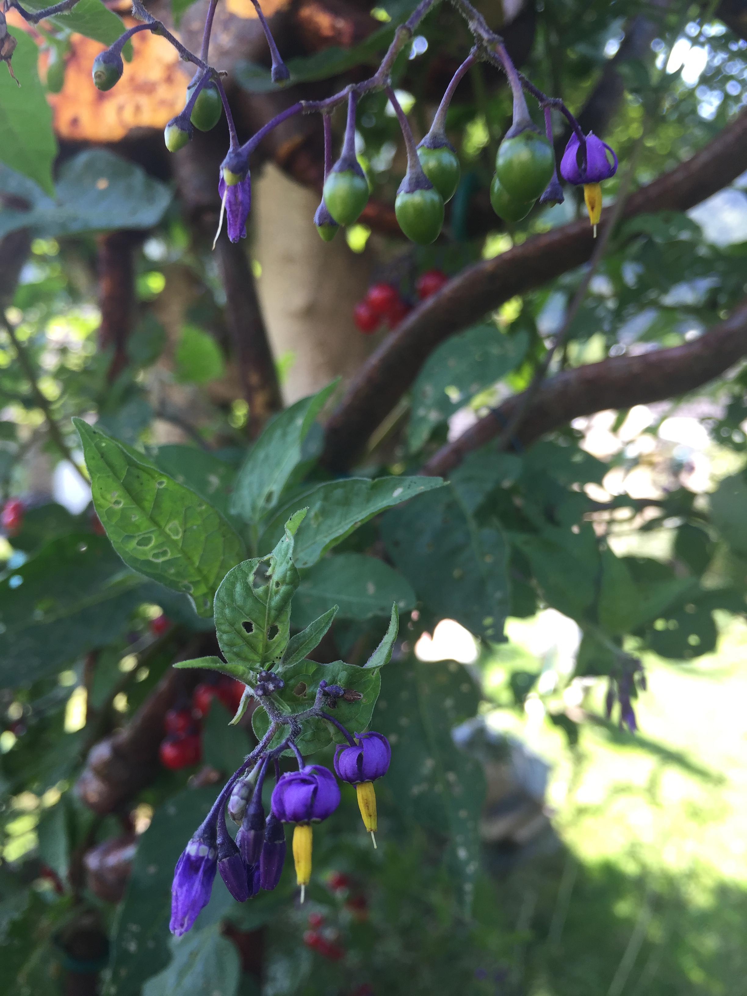 Bittersweet nightshade (Solanum dulcamara), is my favorite Garden weed