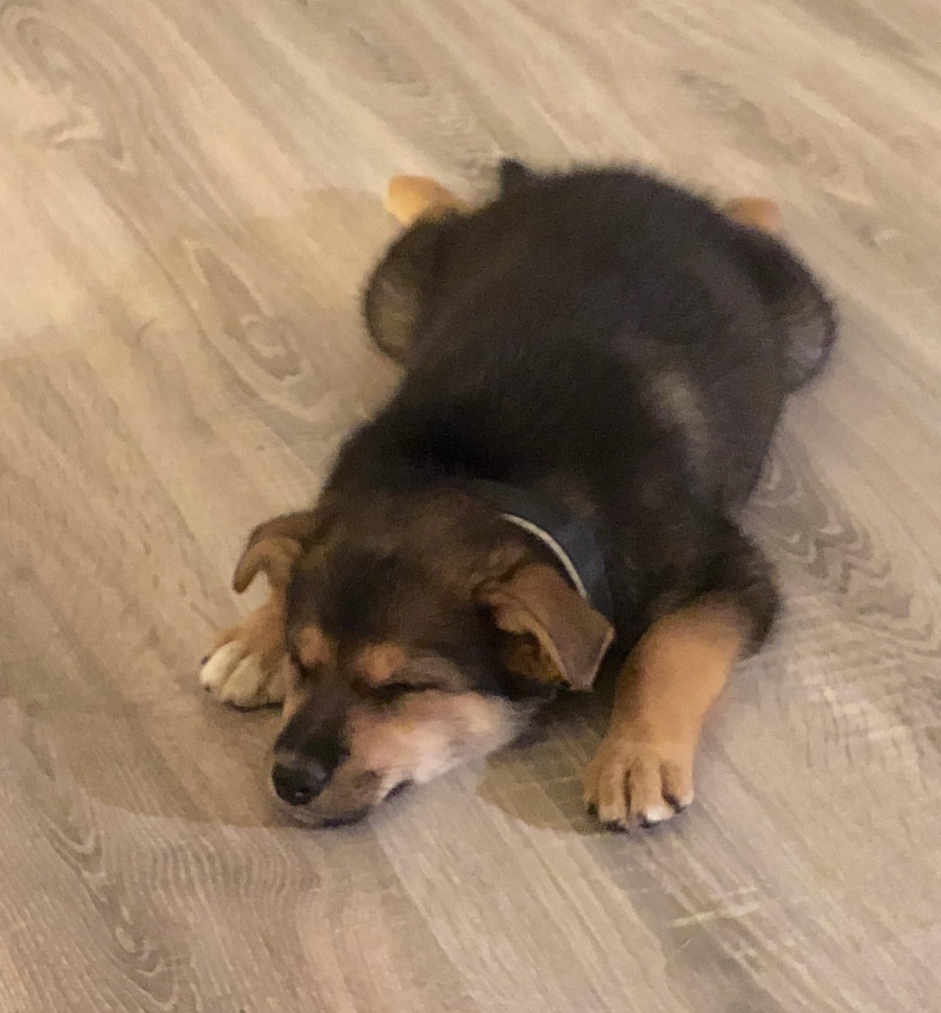 Reddit, meet my mixbreed puppy. Her name’s Aika, and here