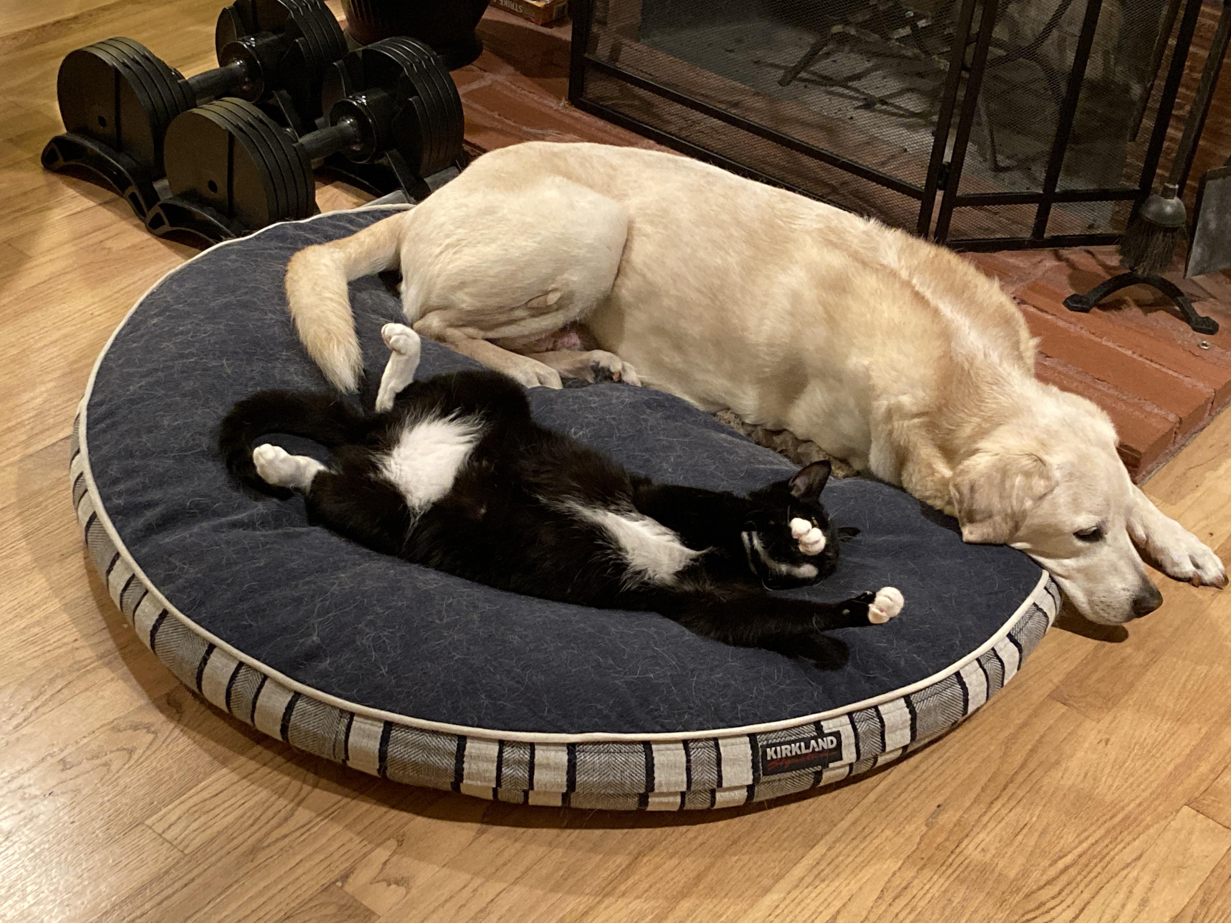 Costco dog bed both dog AND cat approved. r/Costco
