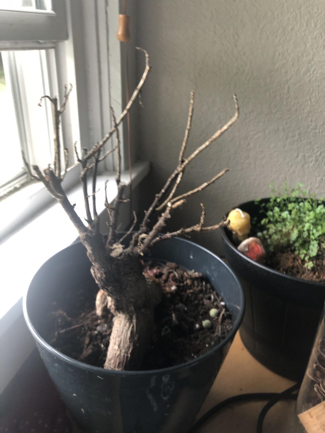 Hi again ! I need help how to I bring my plant back to life ?? r