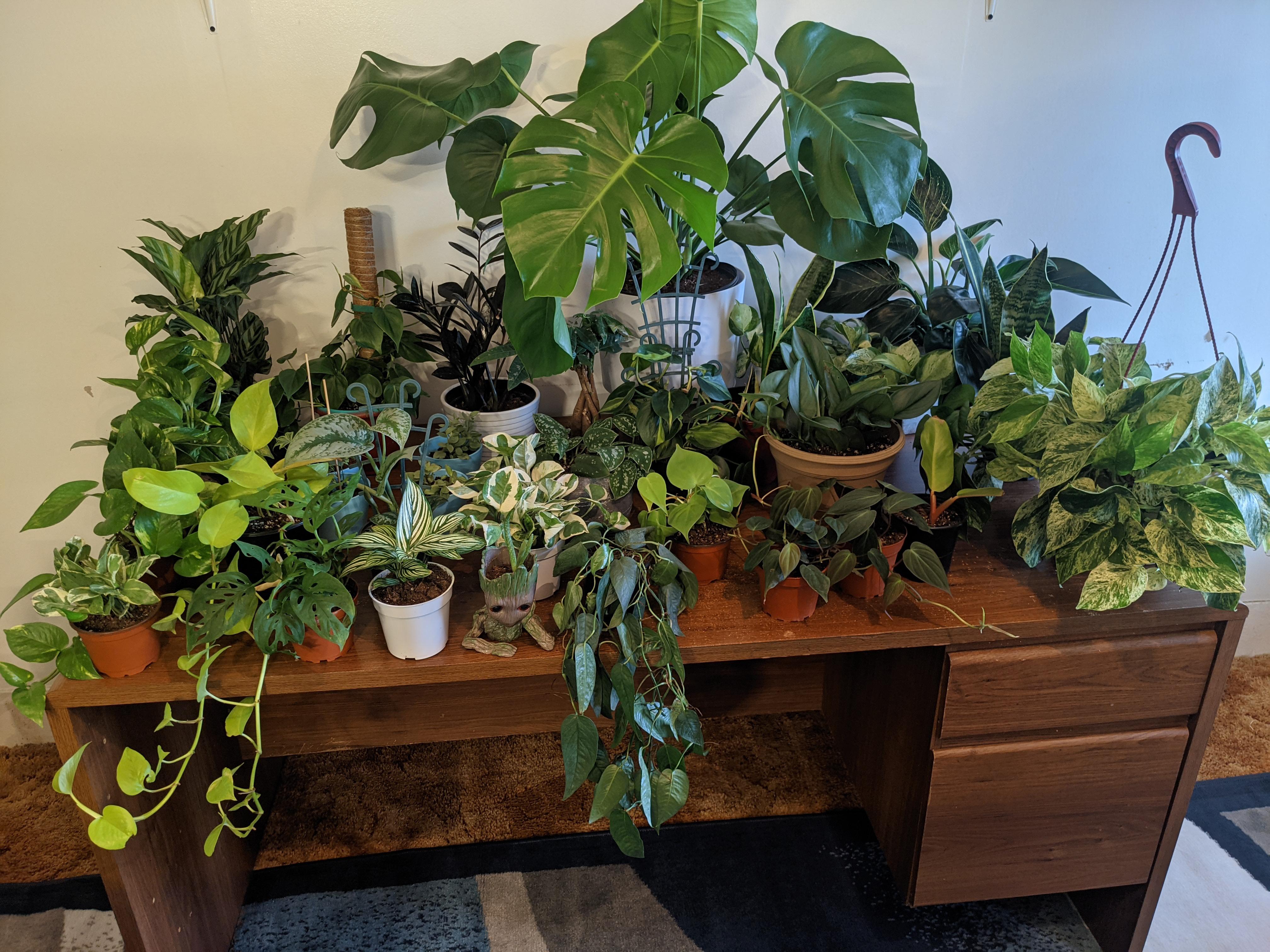 Plants are my new hobby lol r/houseplants