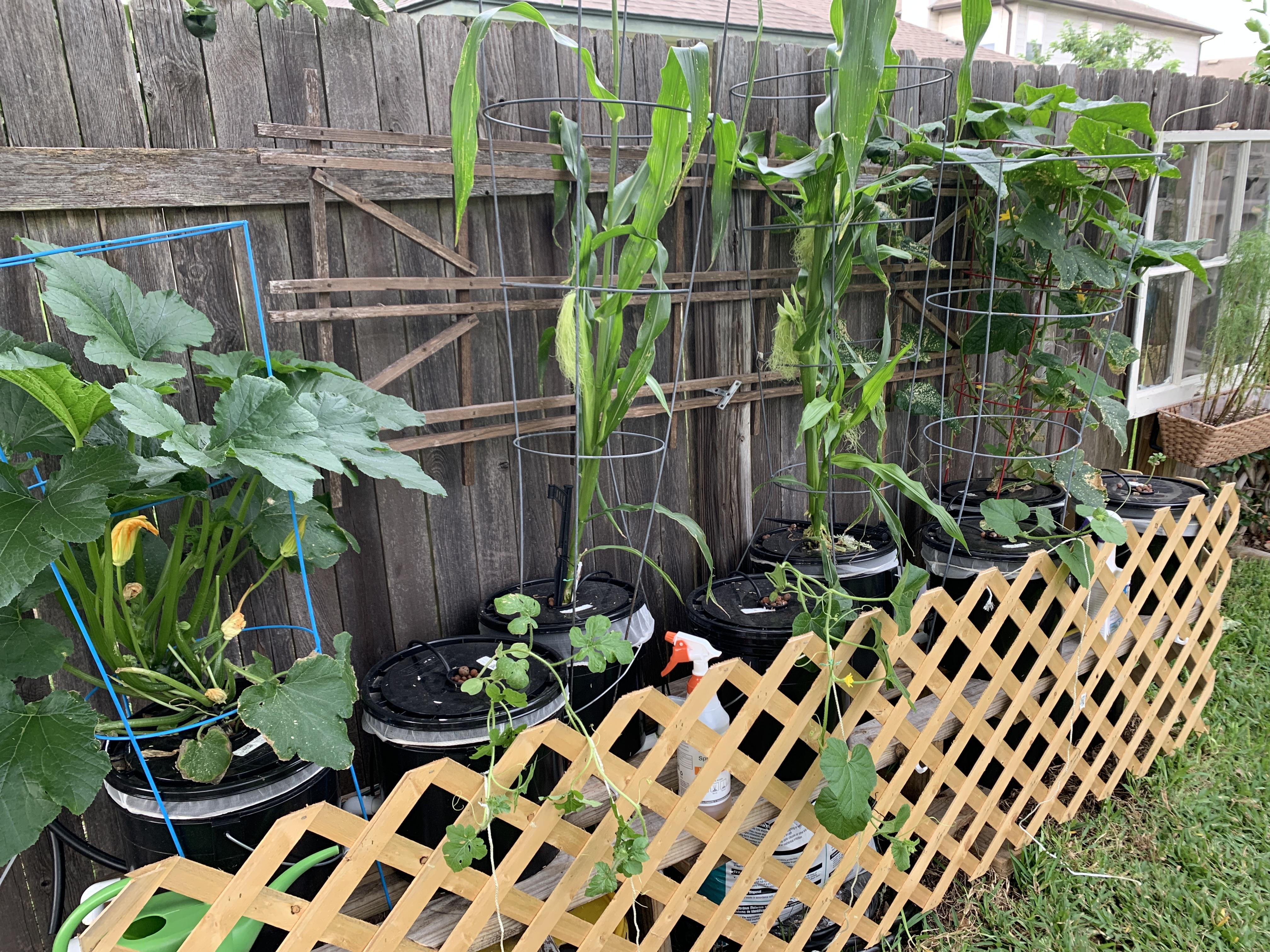 I call this the Dutch bucket buffet zucchini, corn, cucumber