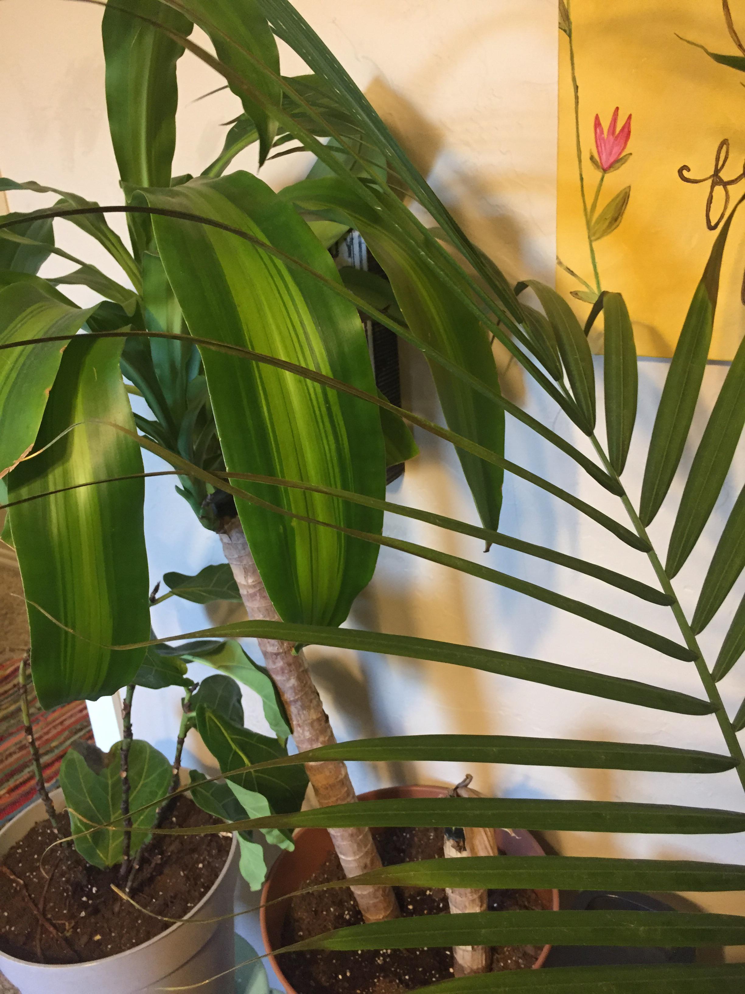 The edges of my majesty palm are turning brown and crispy and the whole