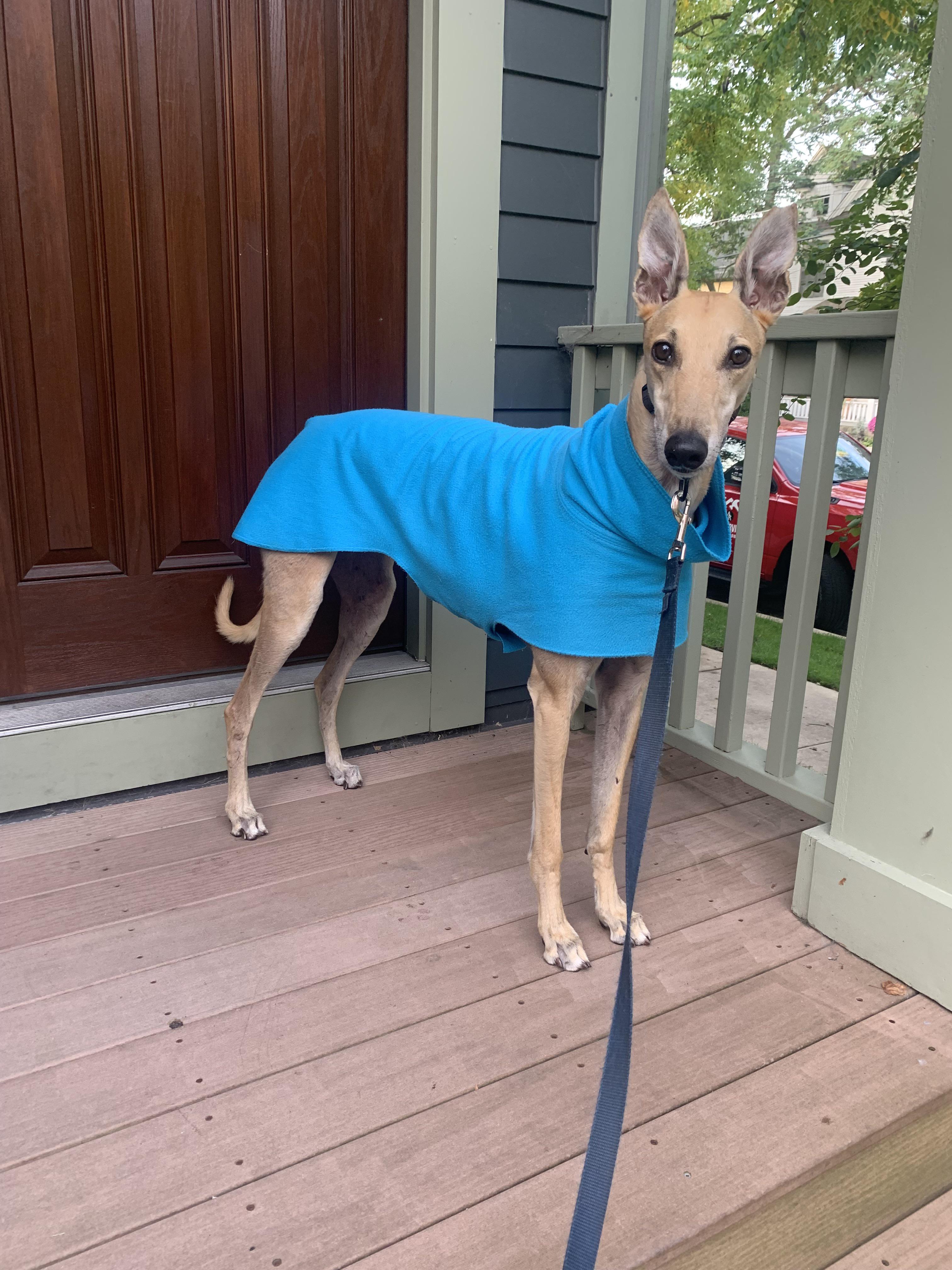 Loves/hates cold weather r/Greyhounds