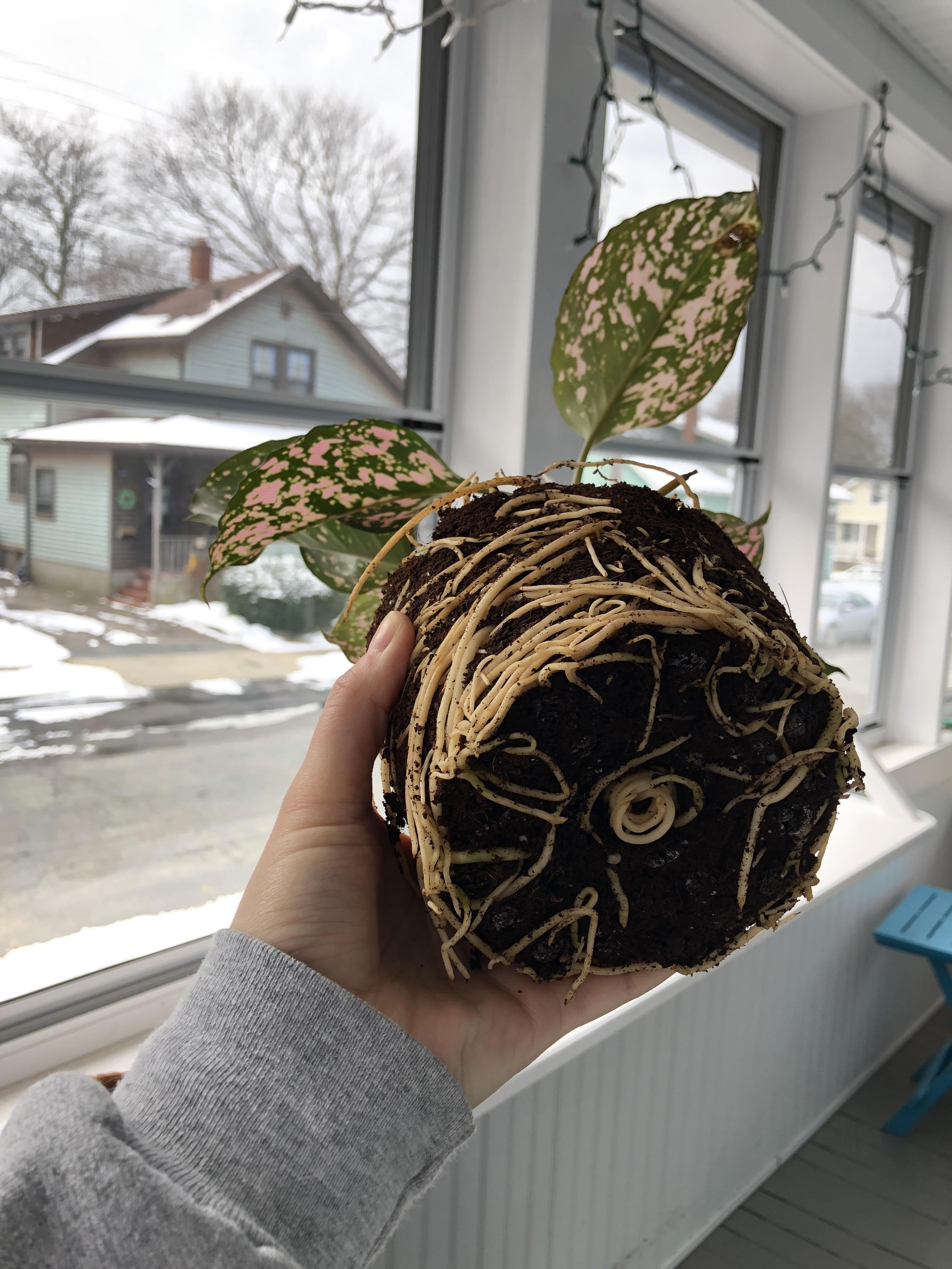 Roots when repotting Chinese evergreen!
