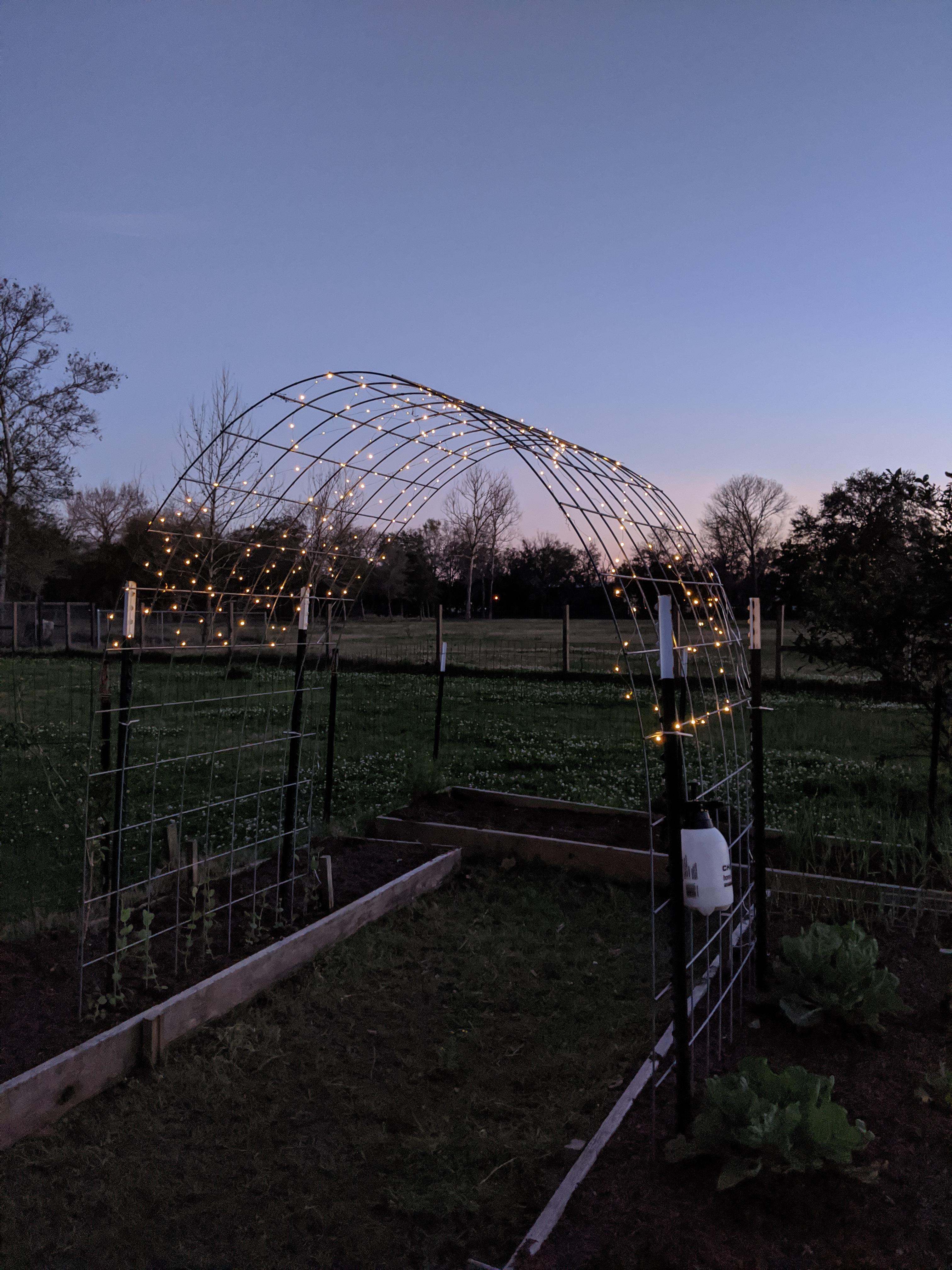 Added solar fairy lights to my trellis. I can't wait until it's covered