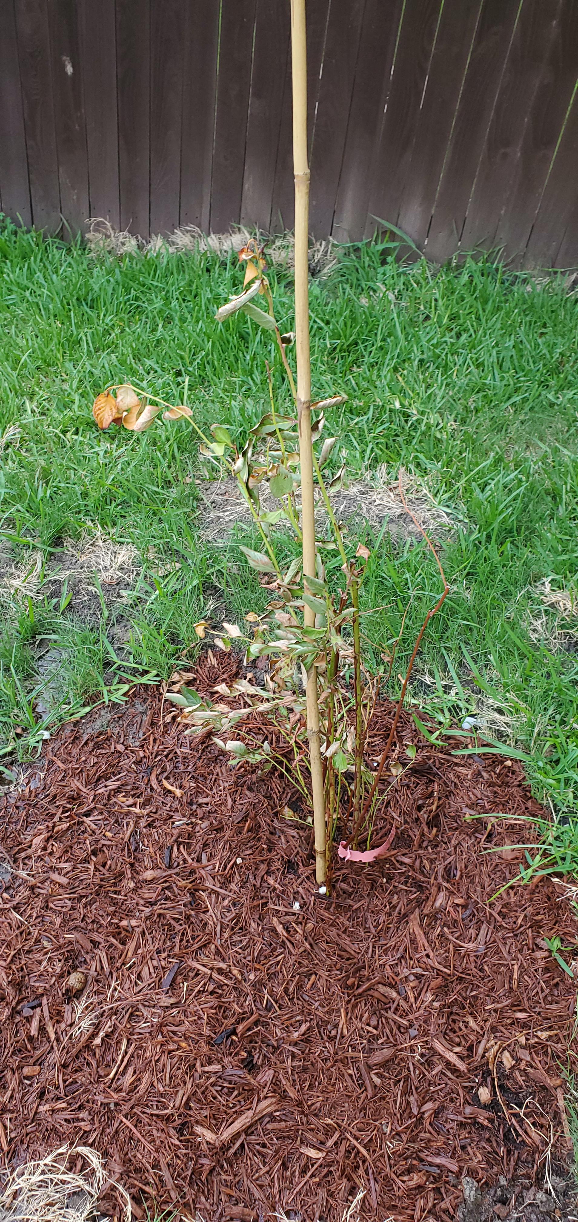 Newly planted bluberry bush wilting help! r/gardening