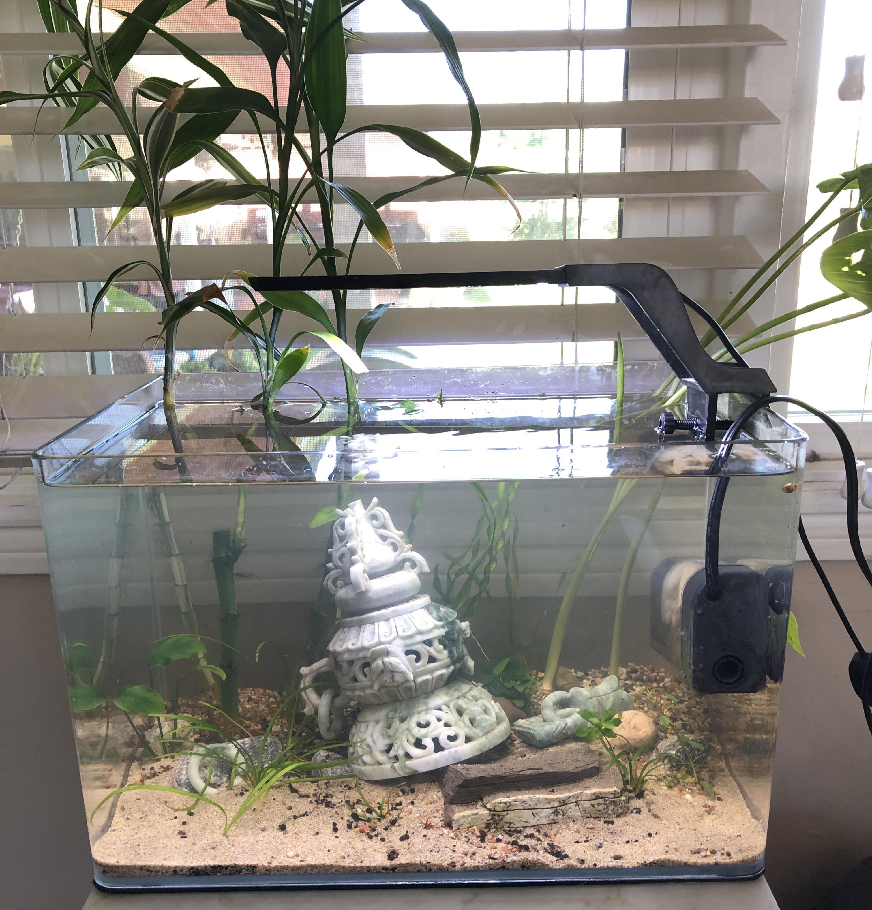 Is it okay to put fish in a new tank right away if you use loaded bio