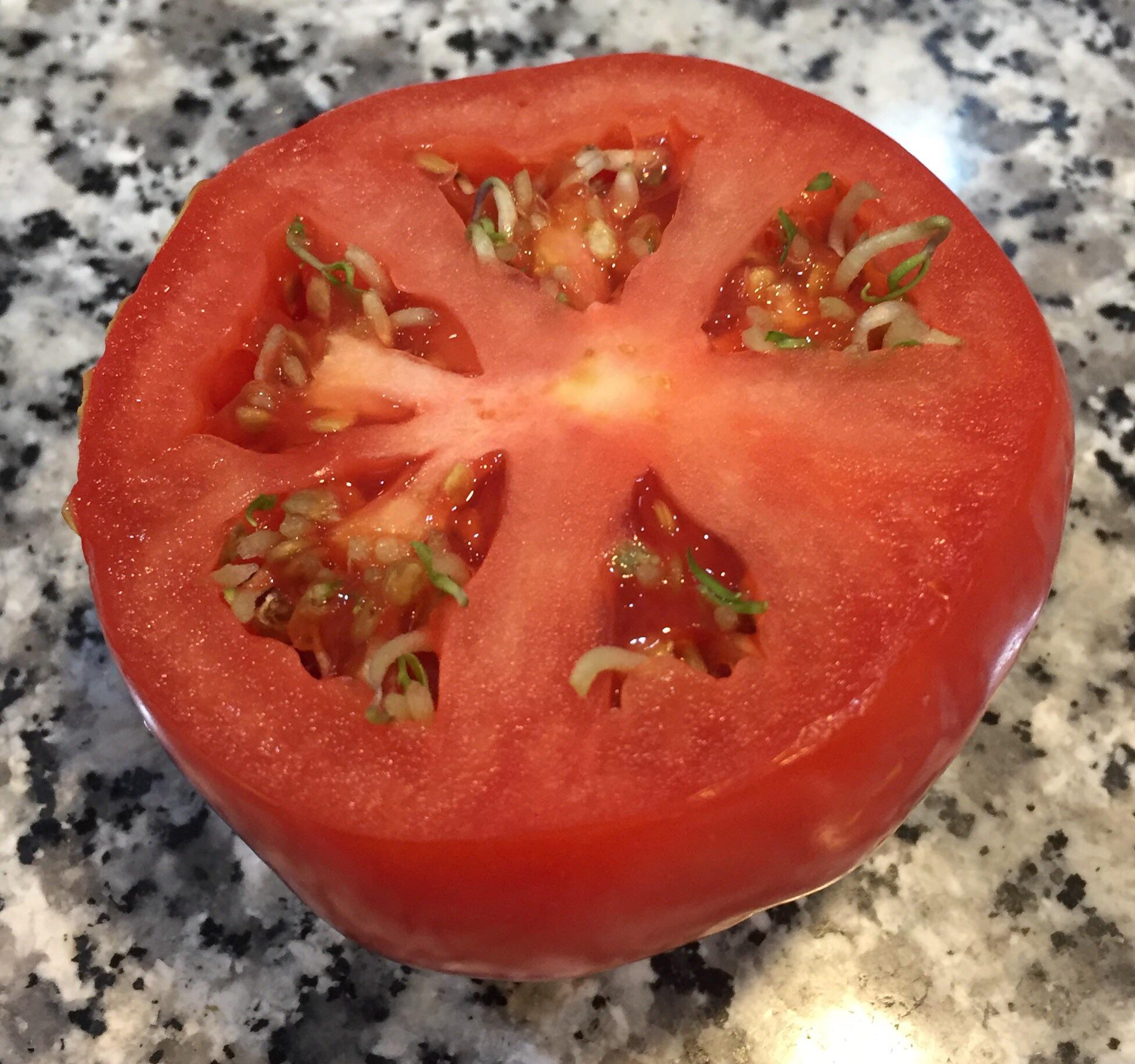A tomato we cut last night had it’s own seeds growing inside of itself