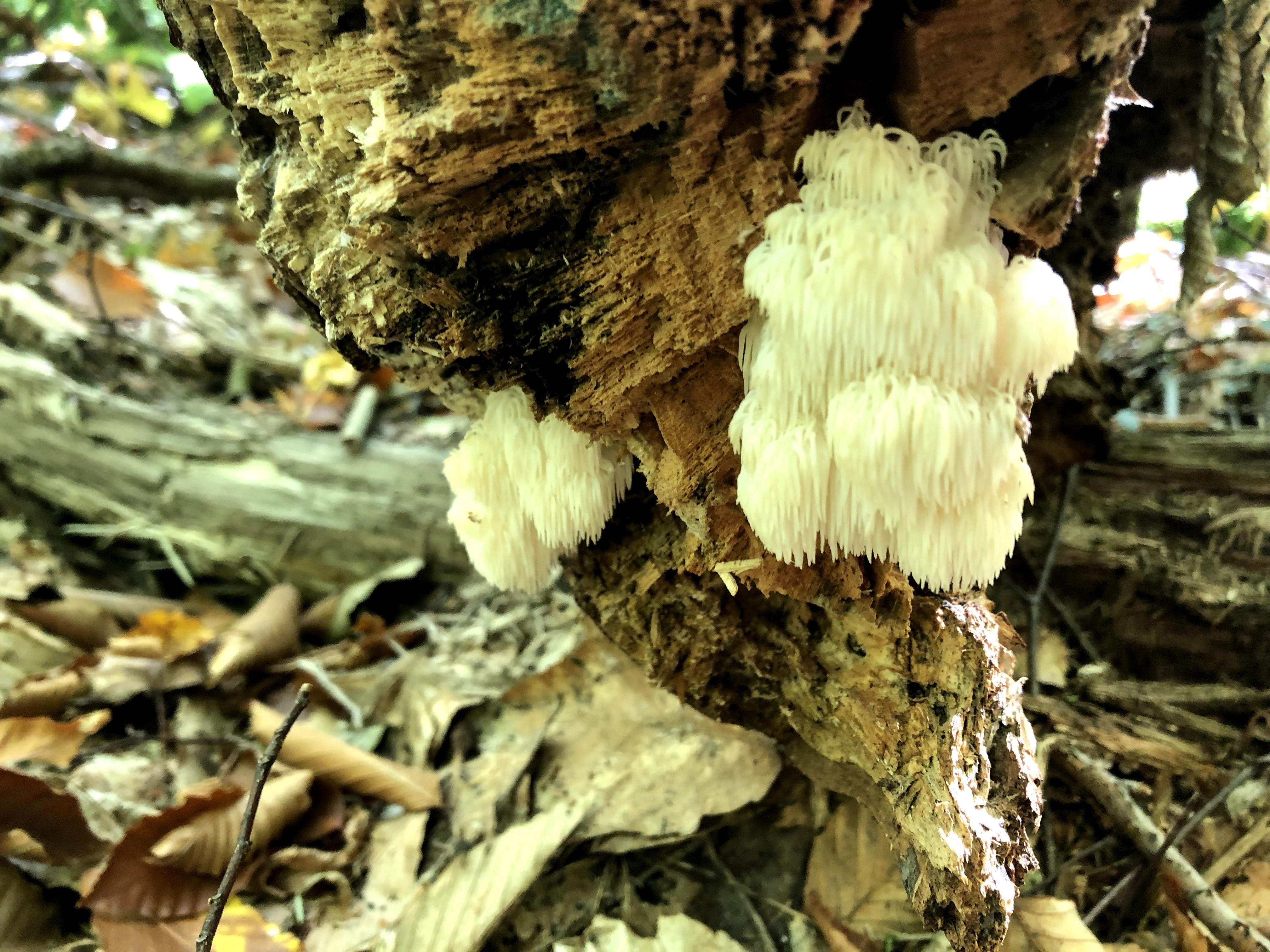 Lions Mane growing in the Catskills, NY! r/mycology