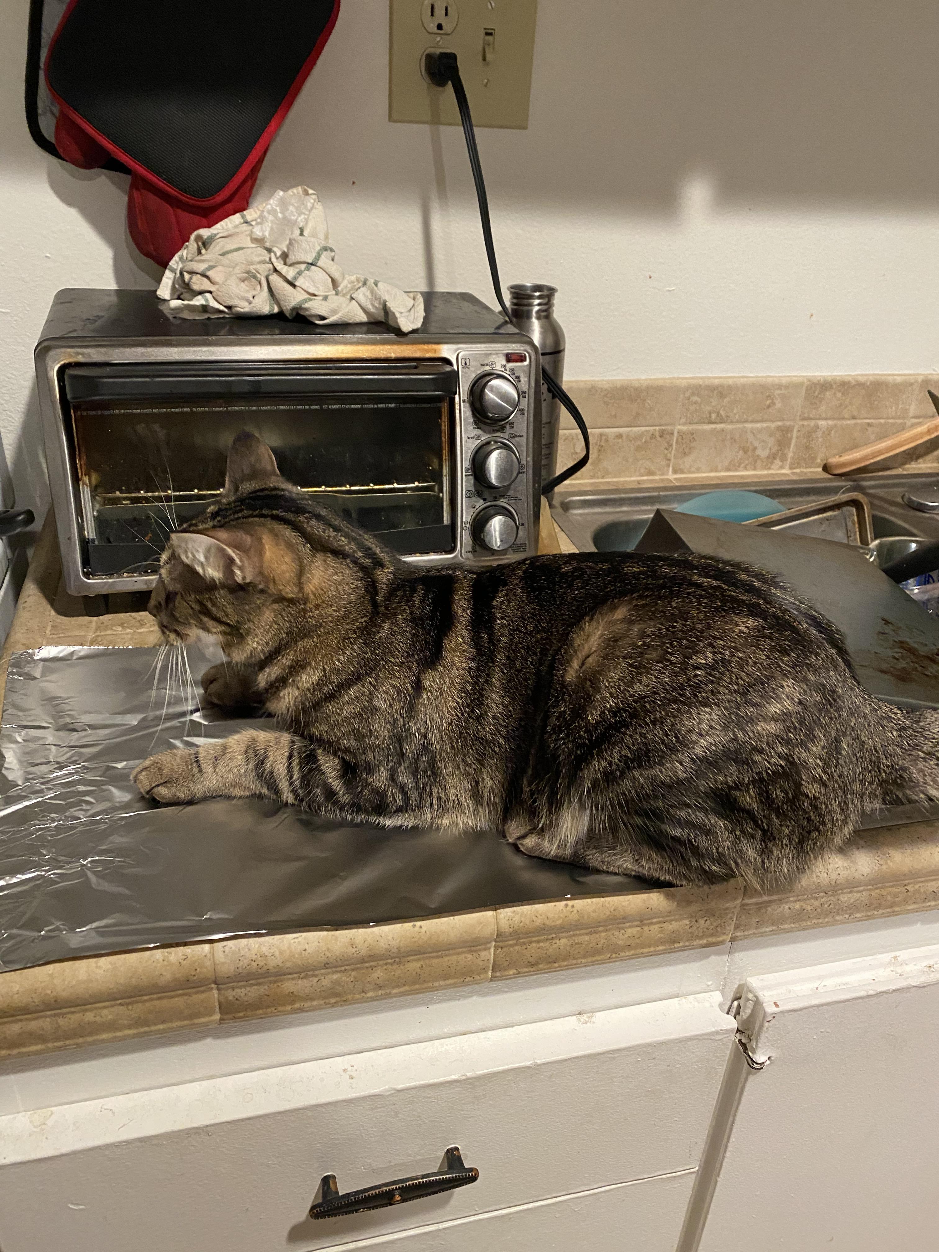 She won’t stay off the counter, so I tried tin foil. Now she loves it. r/CatsAreAssholes