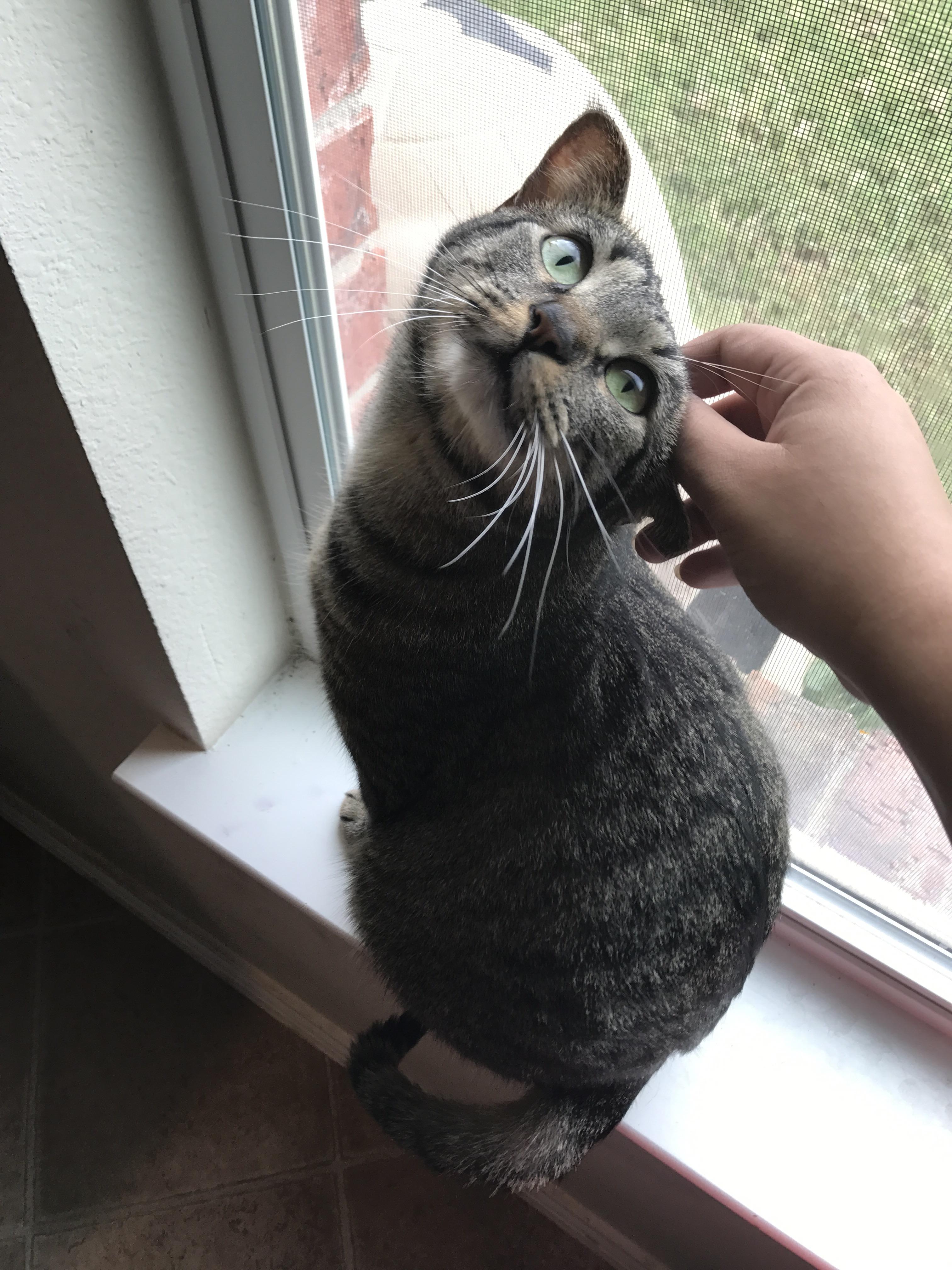 Why do you disturb my daylight basking? r/cats