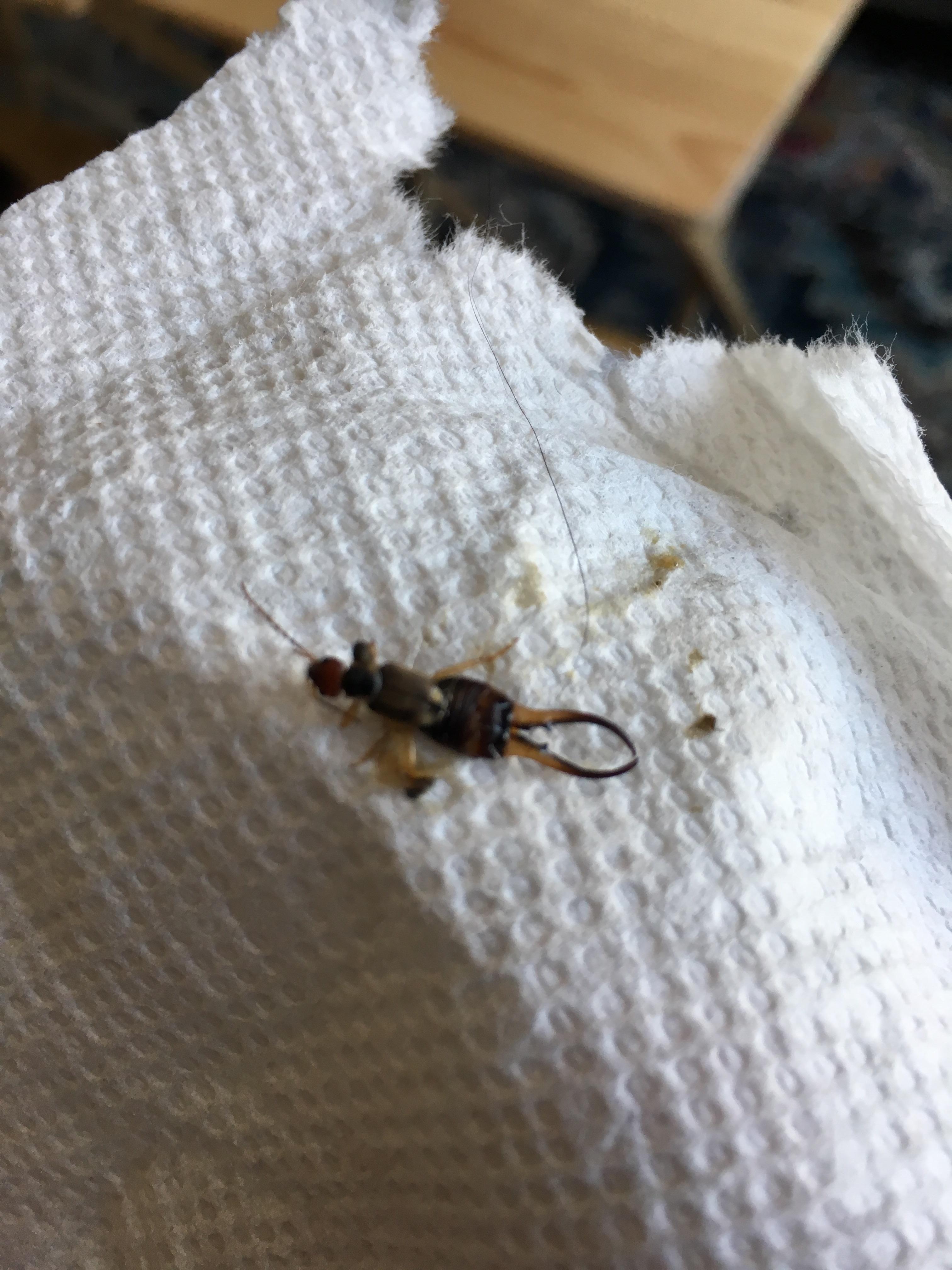What are these bugs I keep finding in my house? Reno, Nevada r/Entomology