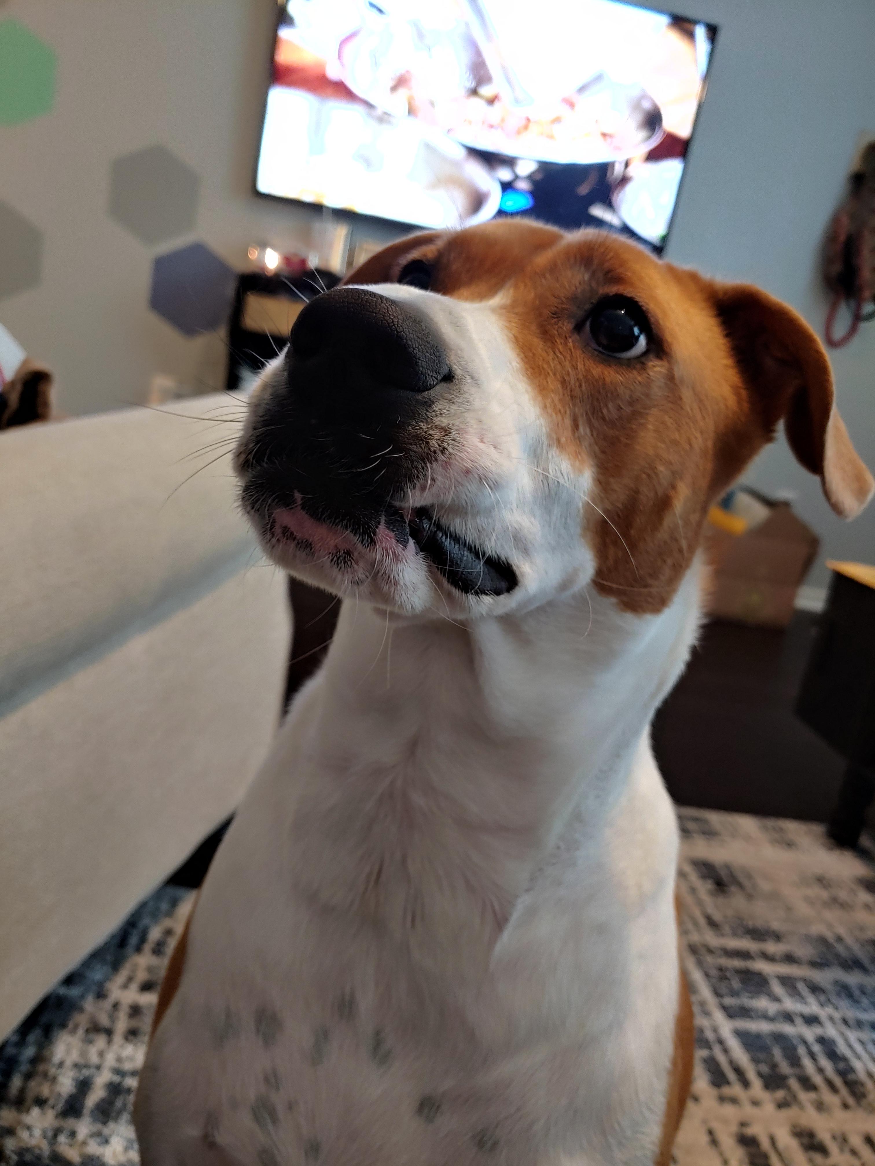 Lip stuck on tooth! r/AnimalsBeingDerps