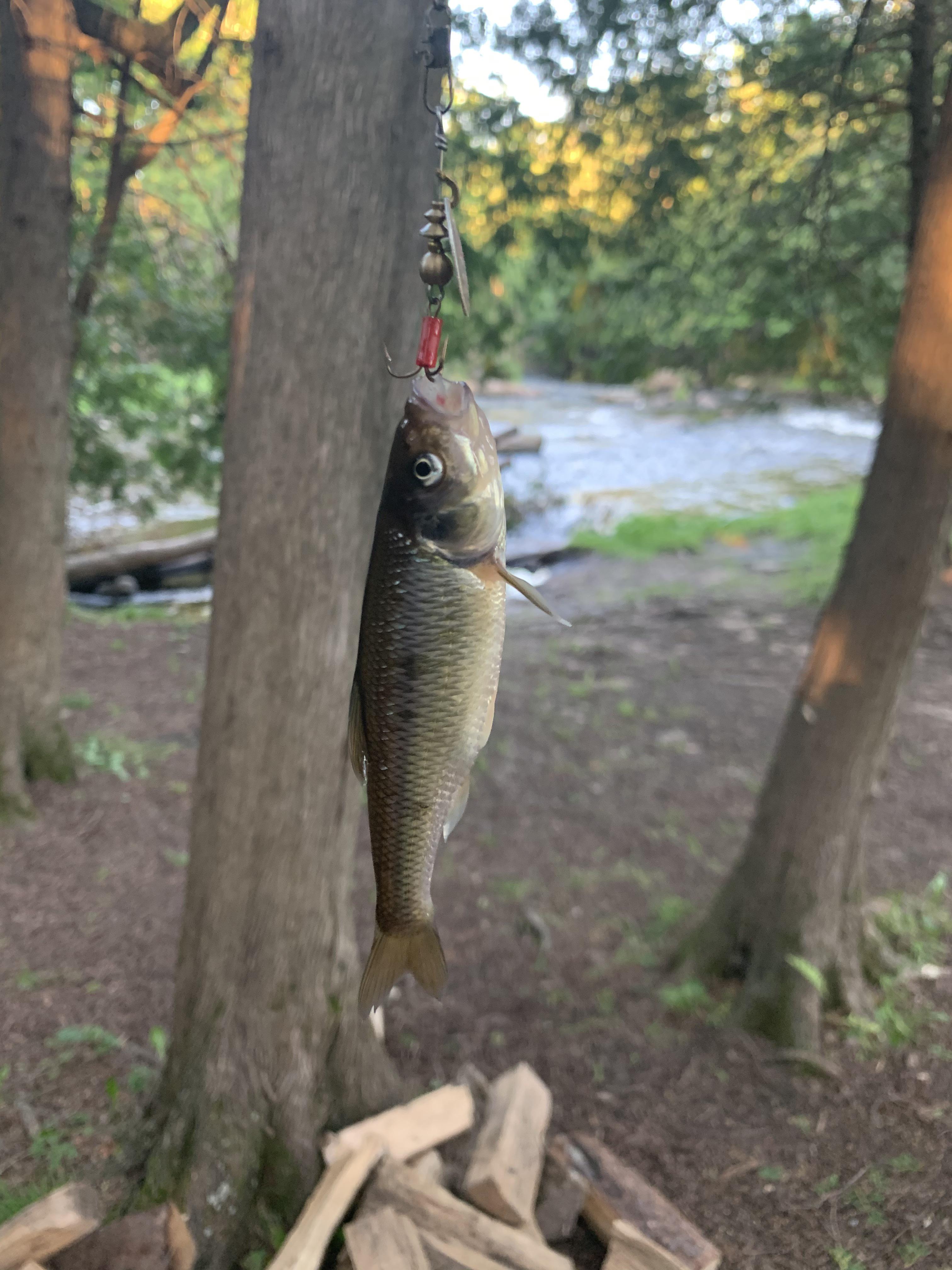 Can someone tell me what this is please? Caught at embarrass river in Wisconsin. r/Fishing
