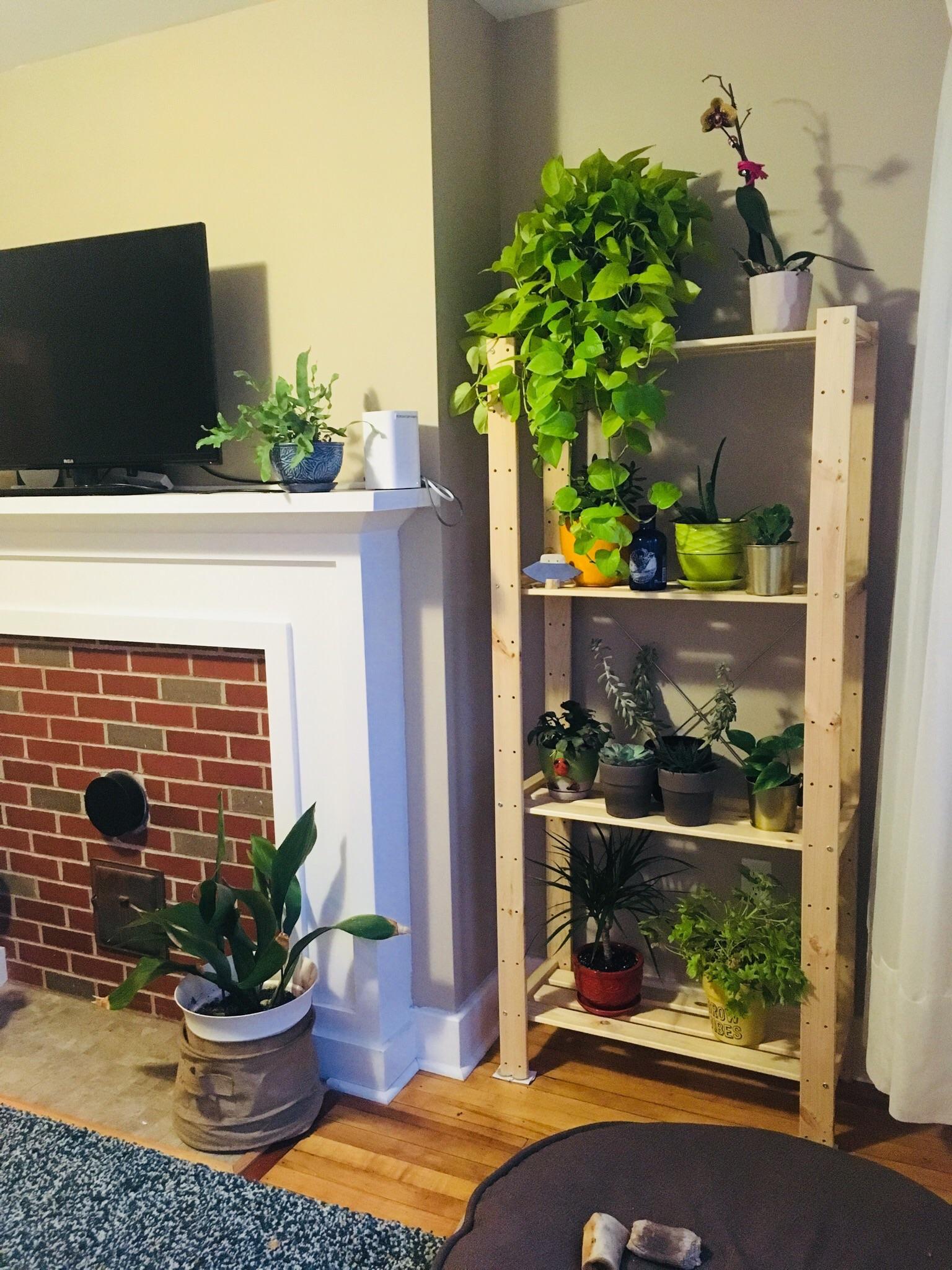 I felt like this sub would greatly appreciate my new plant shelf, soon