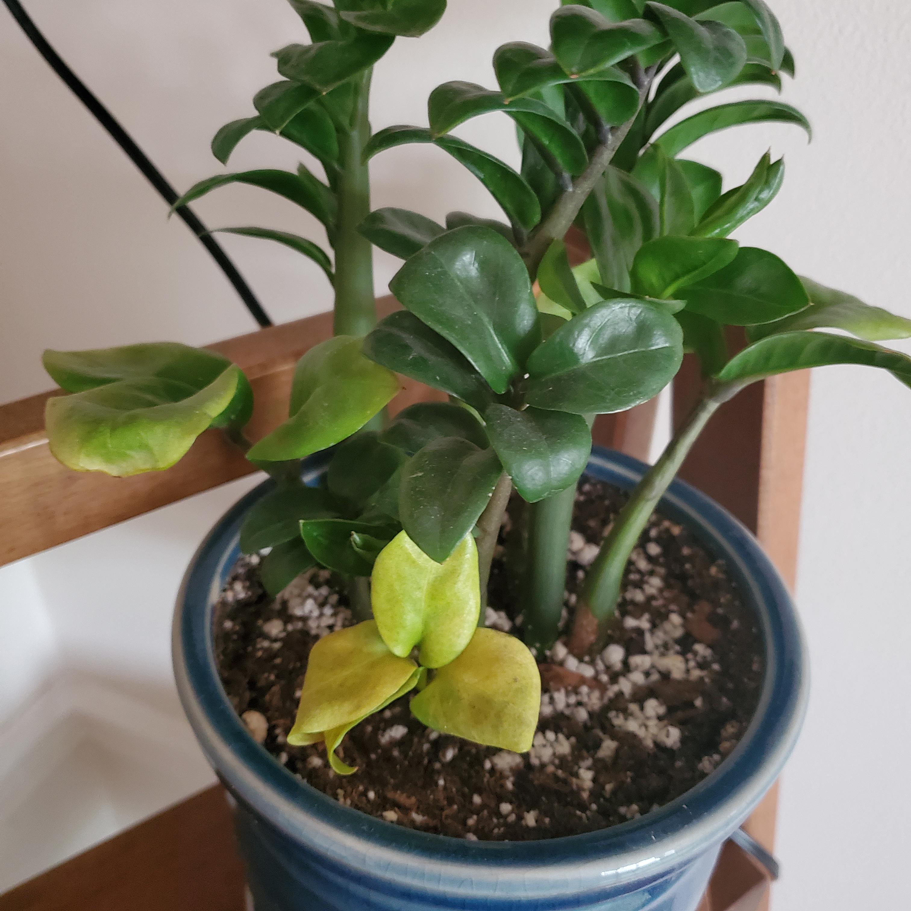 I've got a yellowing ZZ. I neglect it like I'm supposed to. I haven't