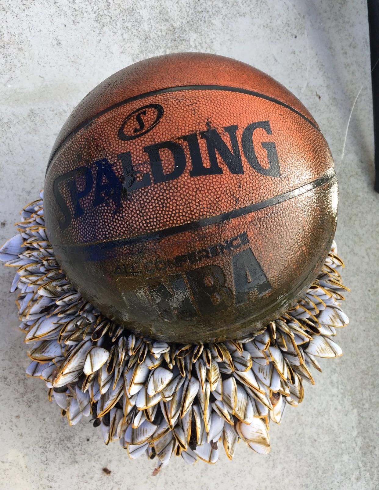 A Basketball encrusted in Barnacles r/mildlyinteresting