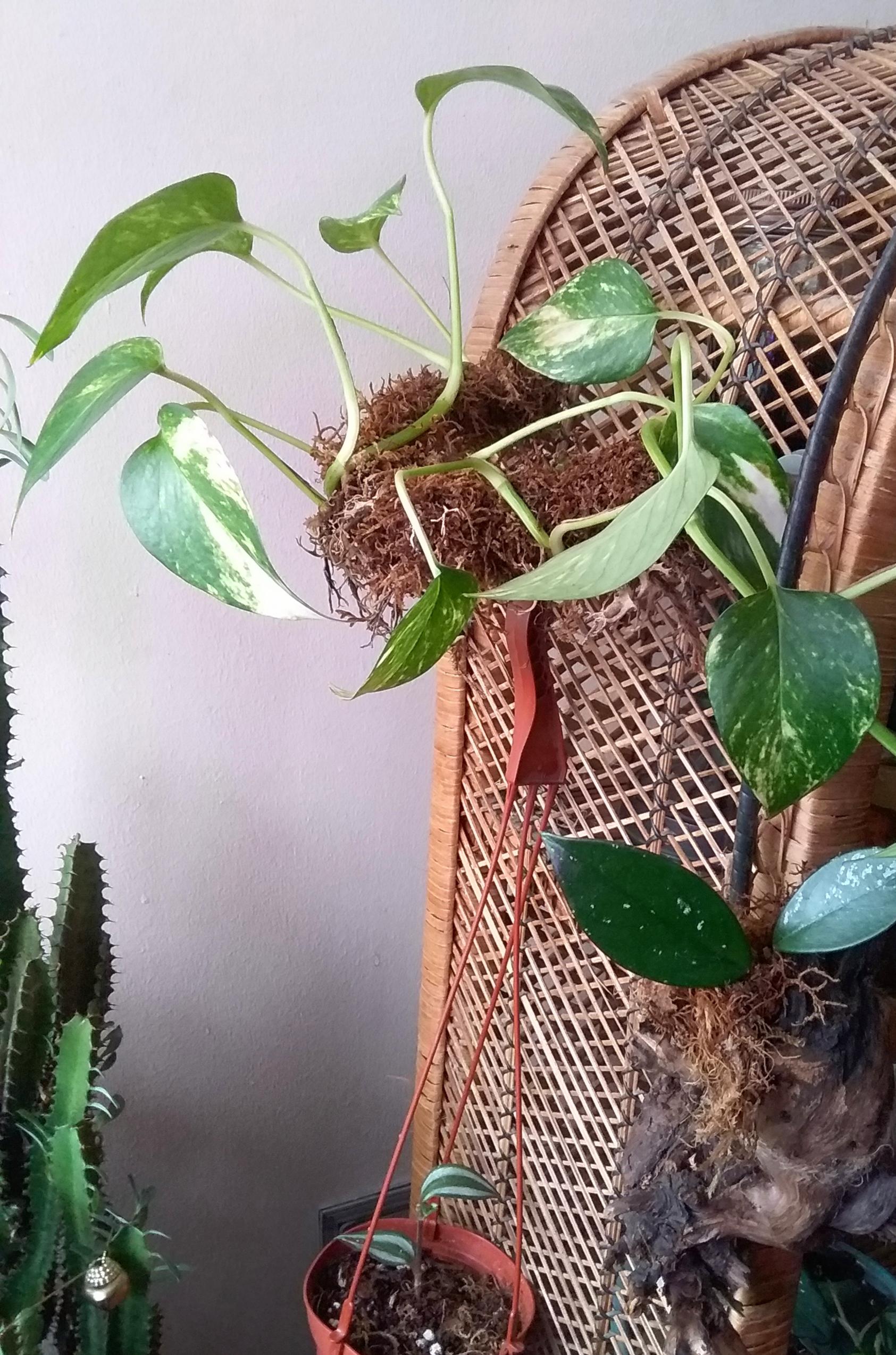 Made an old parrot perch into a moss perch for my pothos, is this a