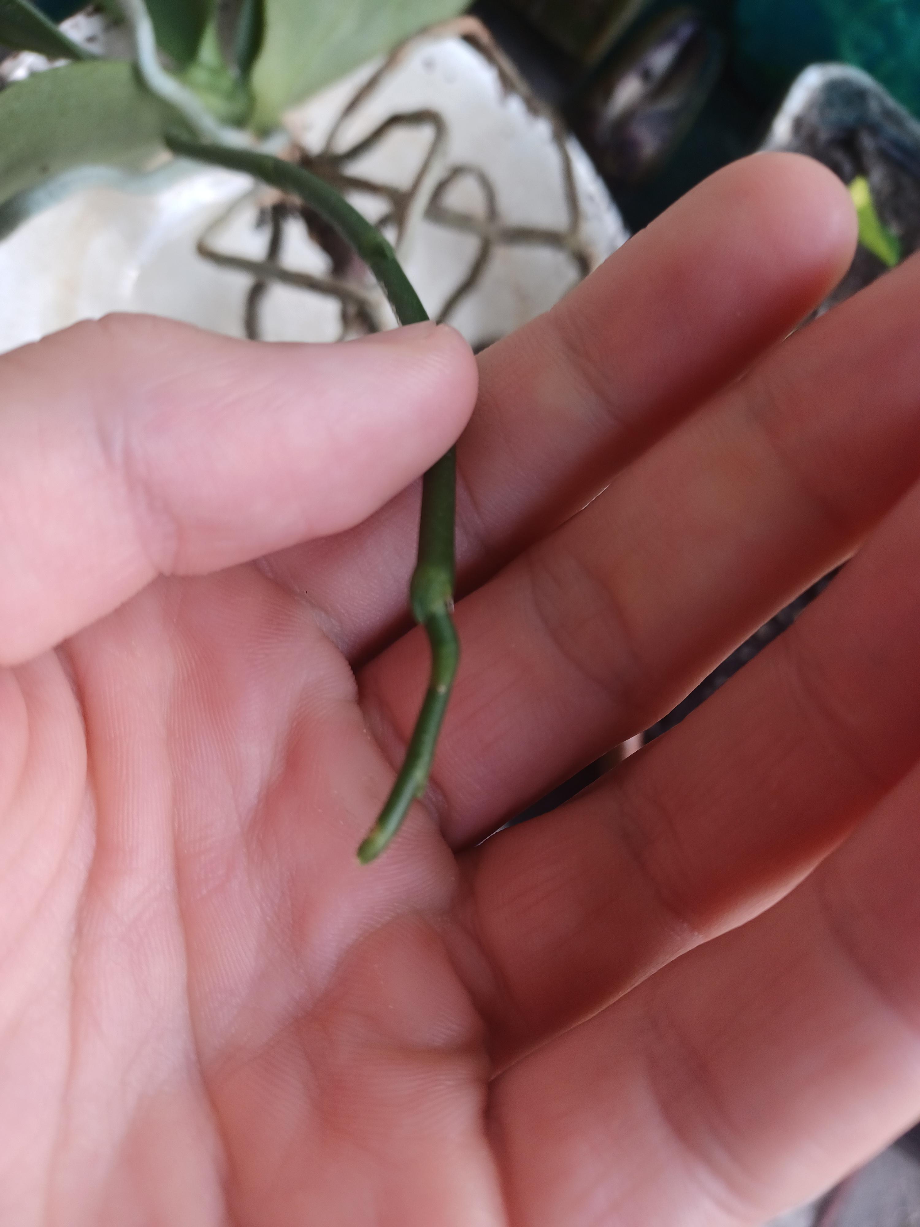 First rebloom/spike, is this normal for its tip? Phaelenopsis r/orchids