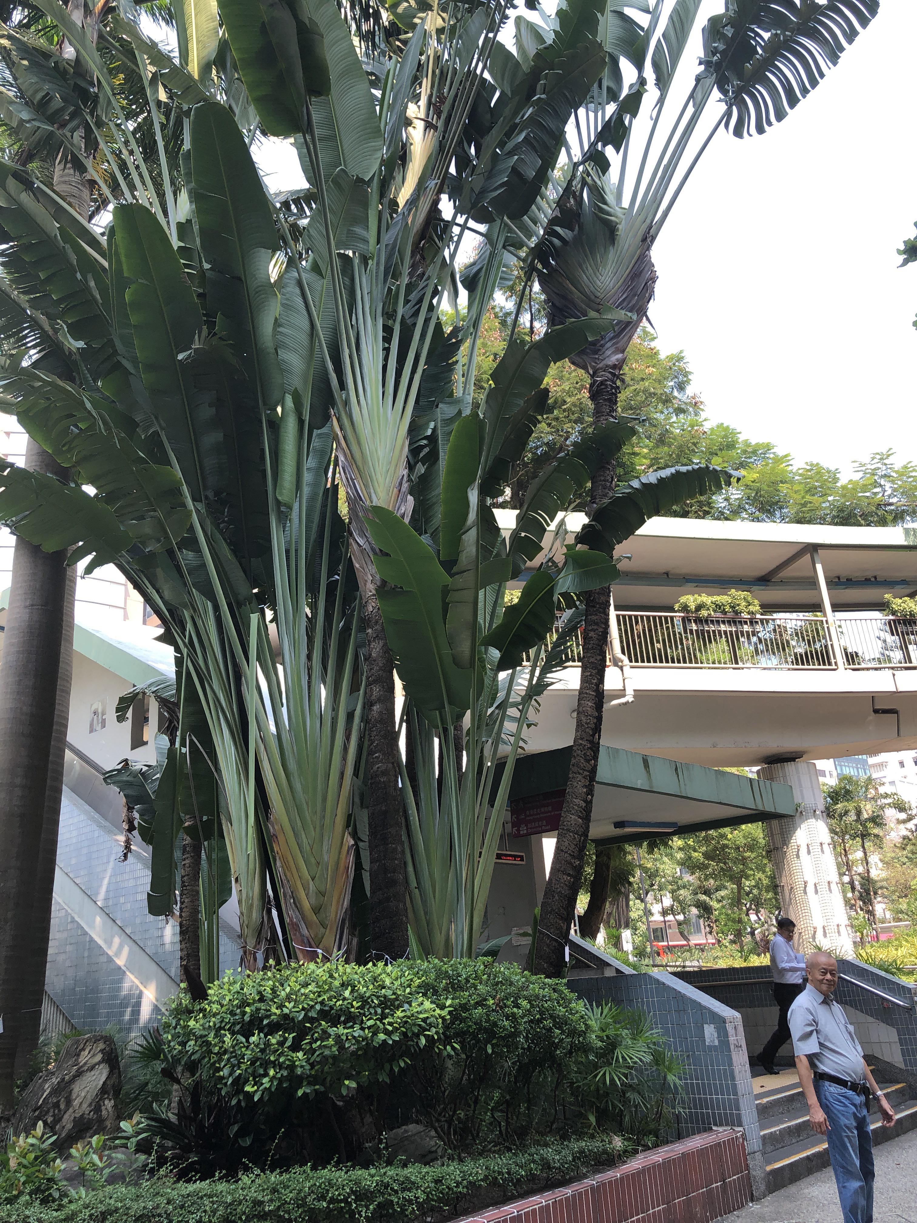Giant bird of paradise plants in HK (dad for scale!) r/matureplants